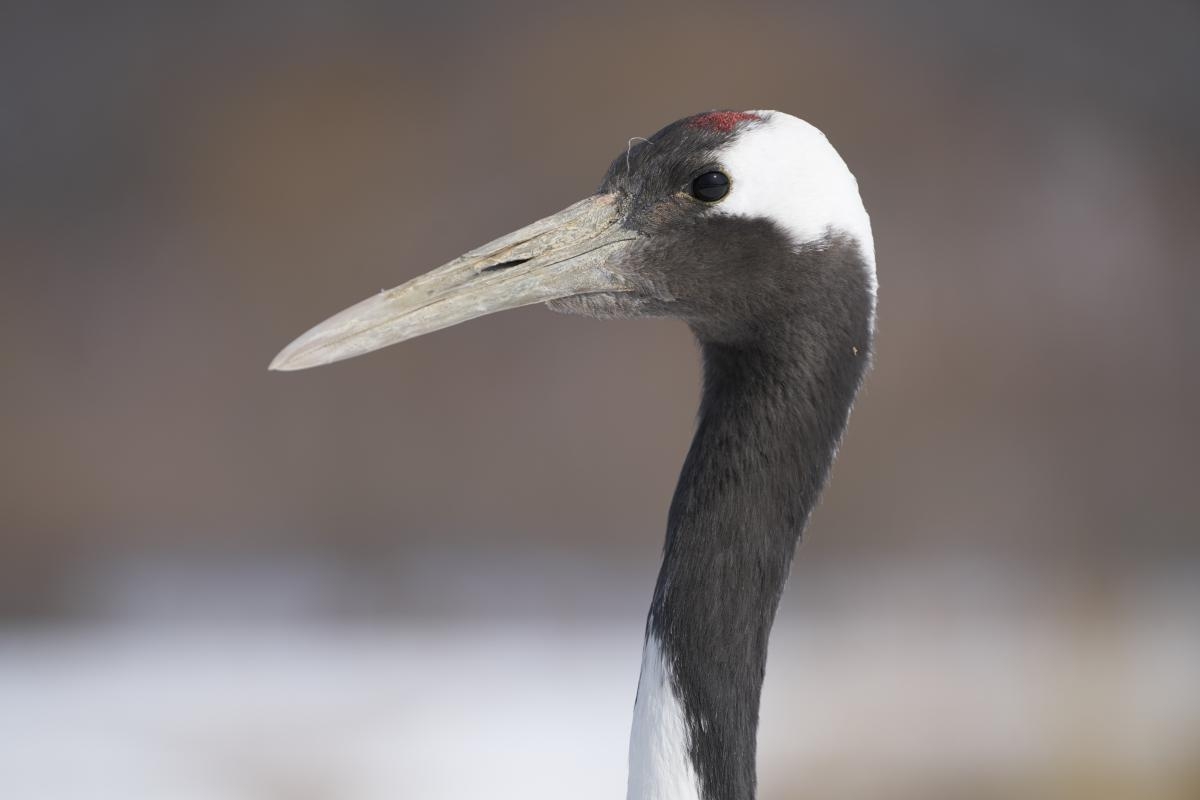 Close-up of red-crowned crane head