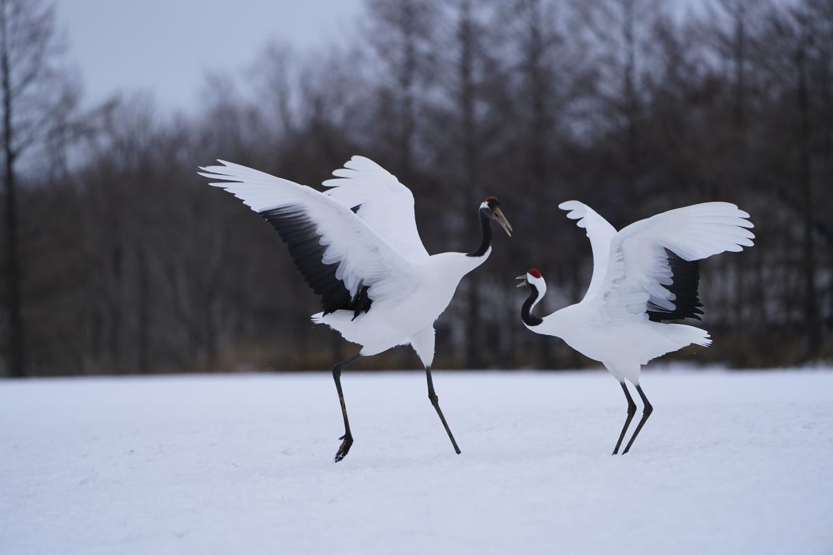 Two cranes facing each other in the snow, wings outstretched 