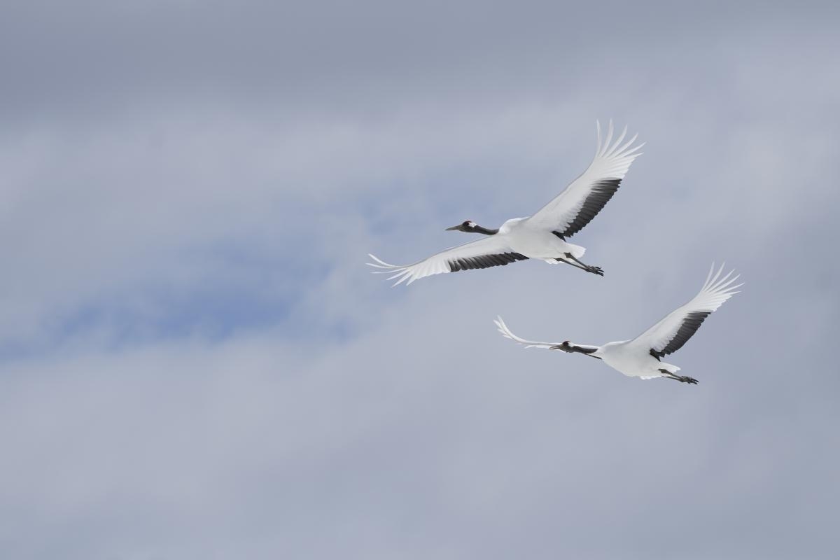 Two cranes in flight