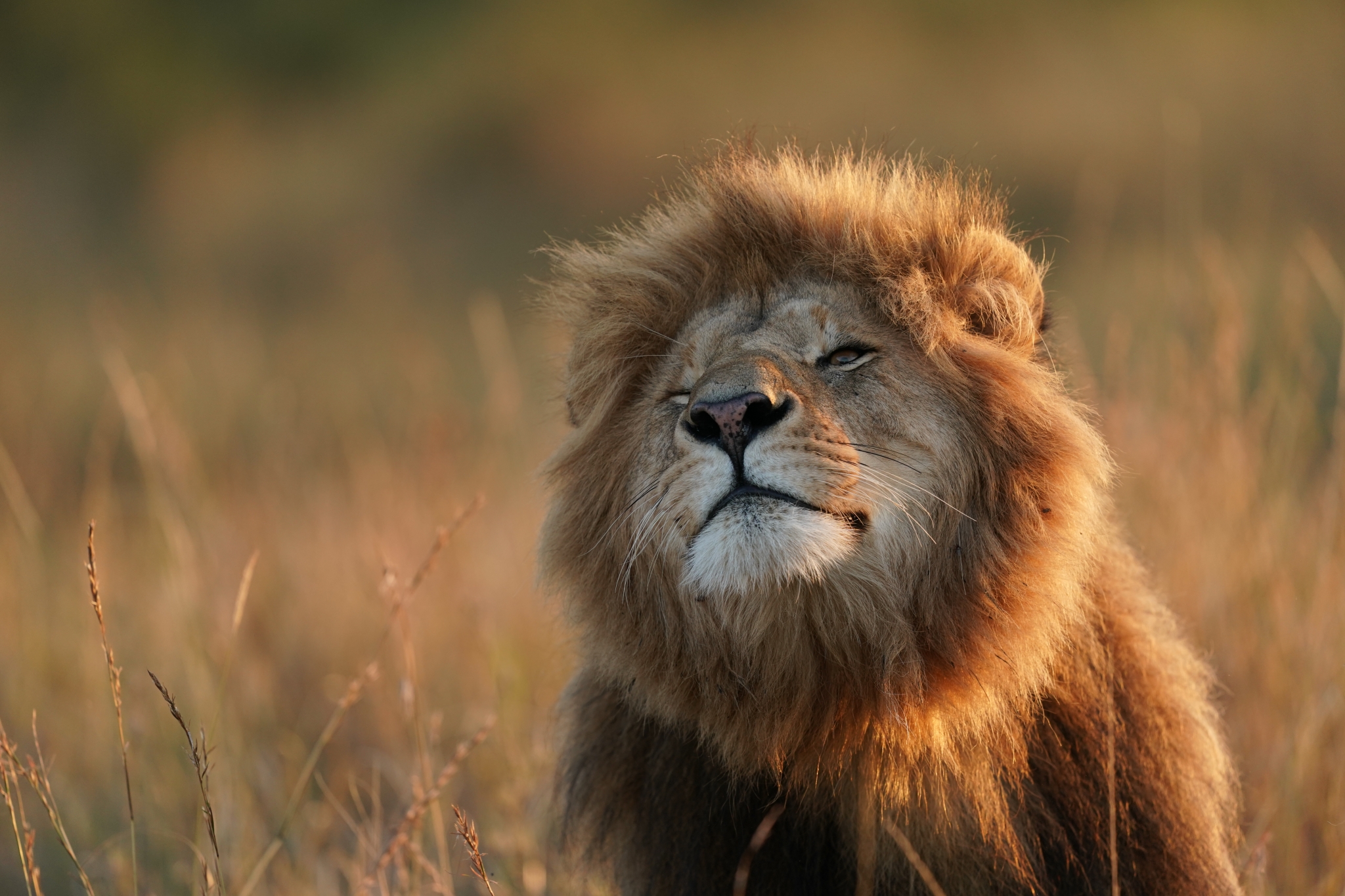 Portrait of a lion among grass in bokeh background