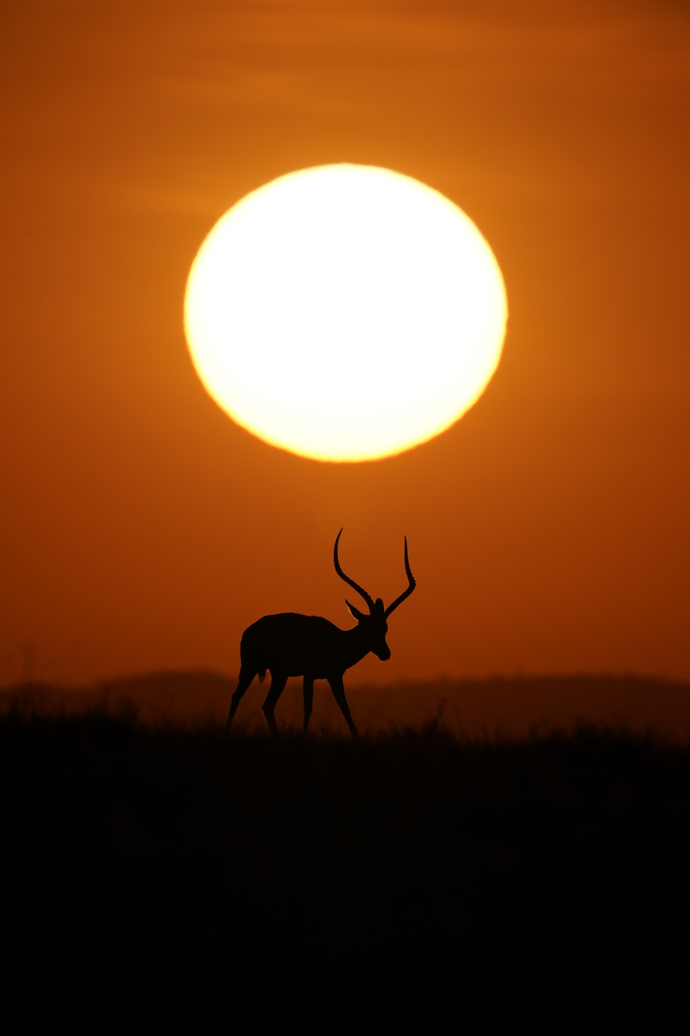 Antelope silhouetted against a large sun in an orange sky