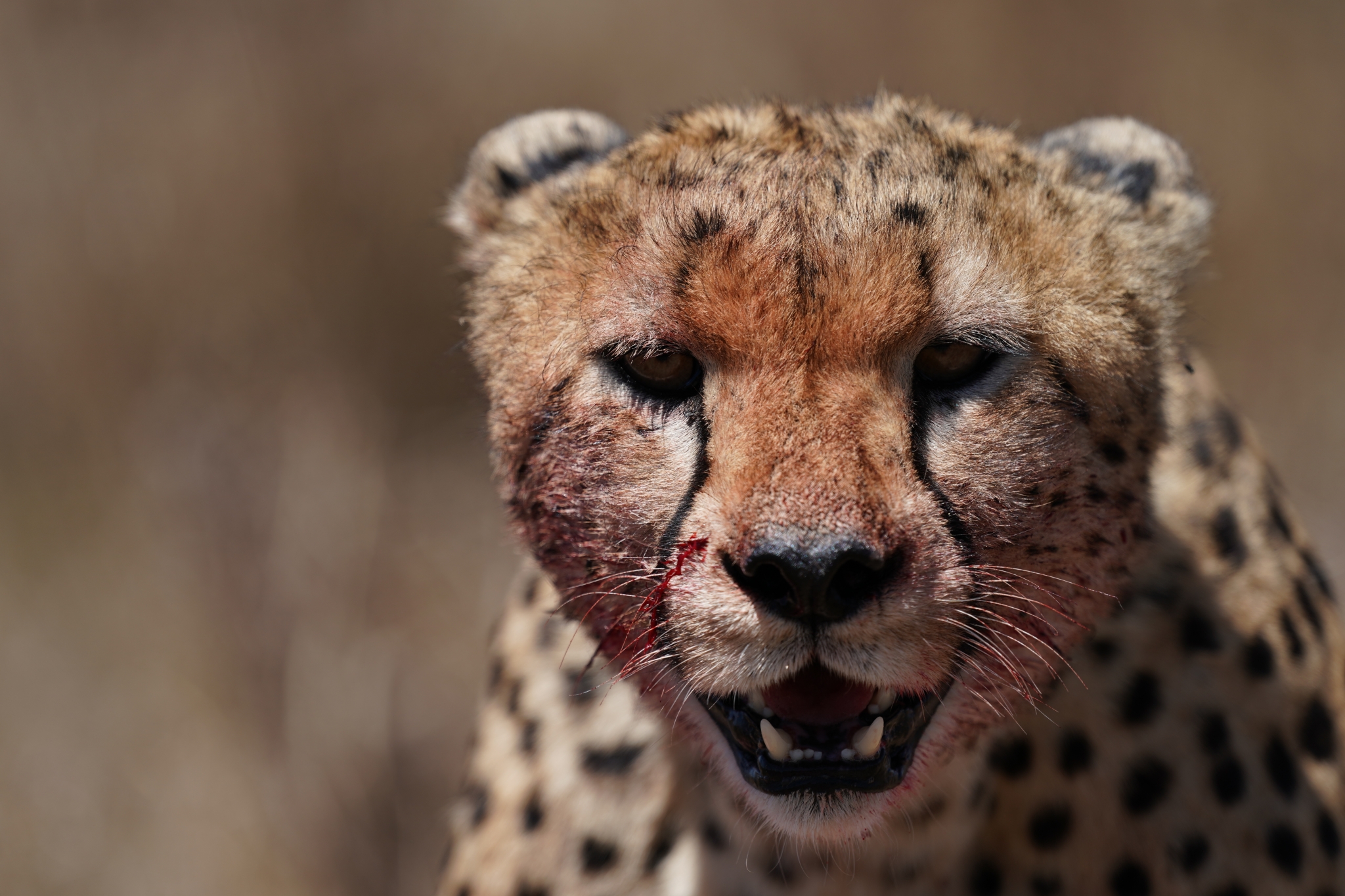 Close-up of a cheetah's face