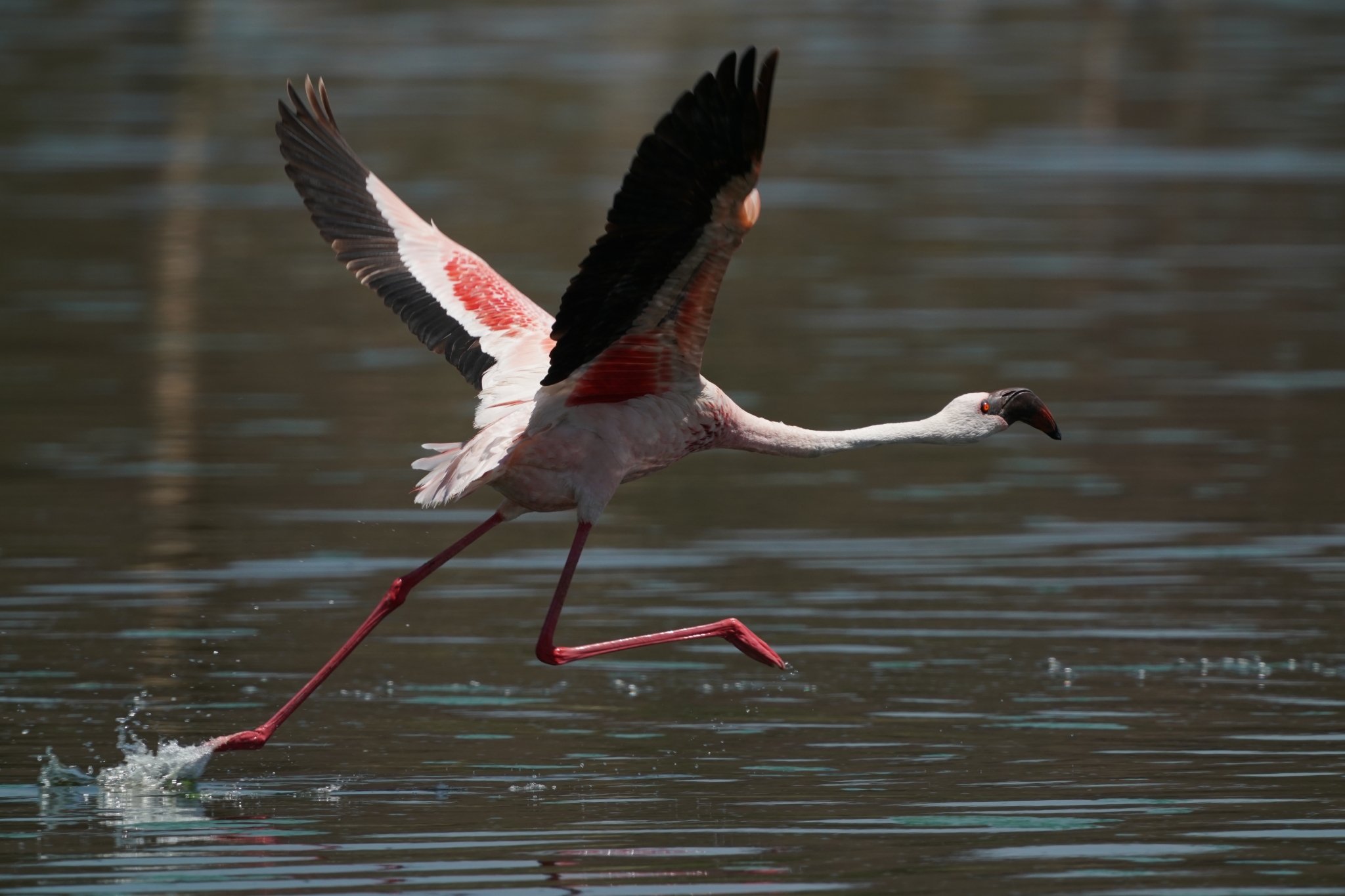 Crane taking flight from shallow water