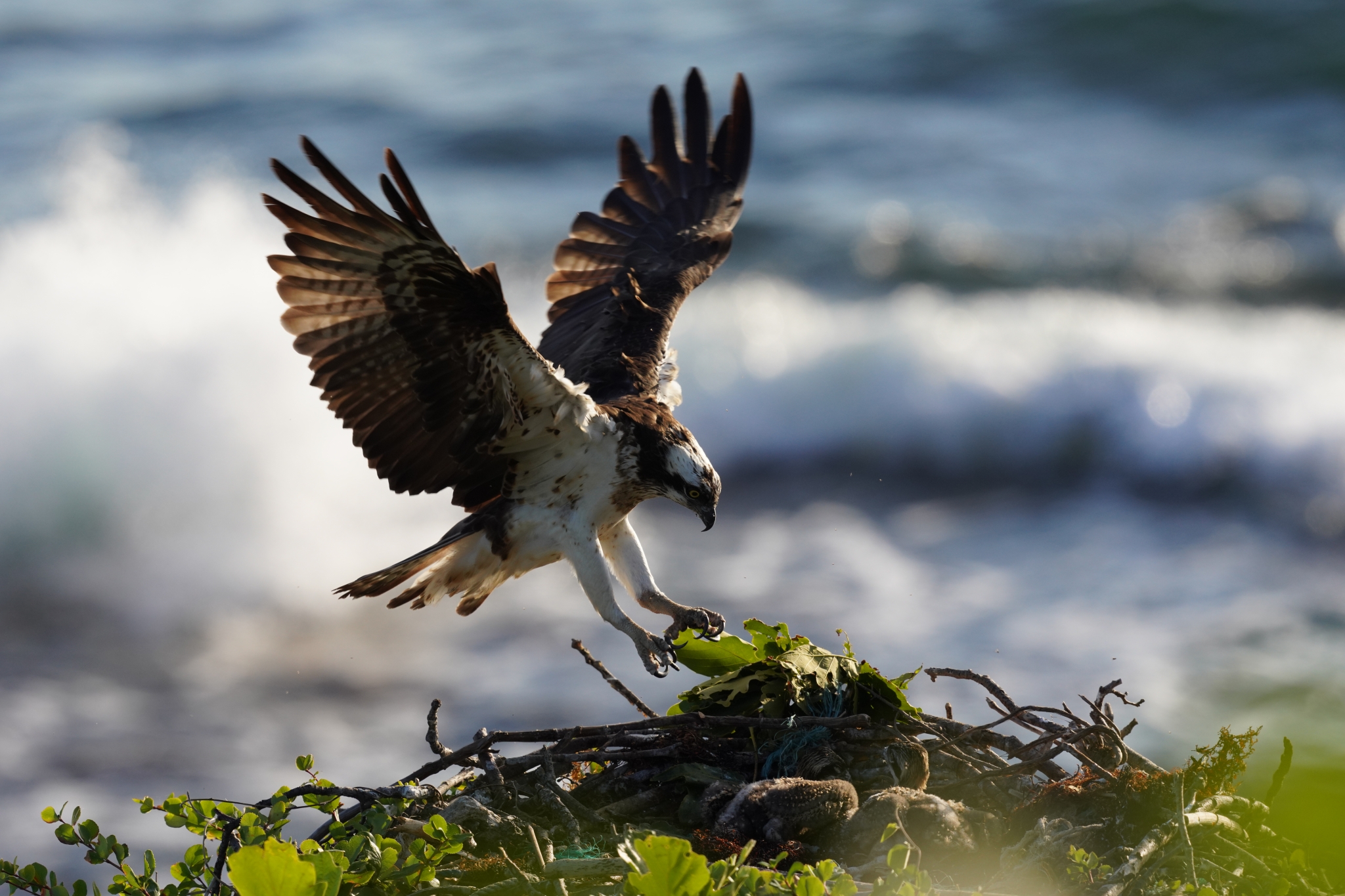 Bird of prey landing on a nest on the ground with breaking waves in a bokeh background
