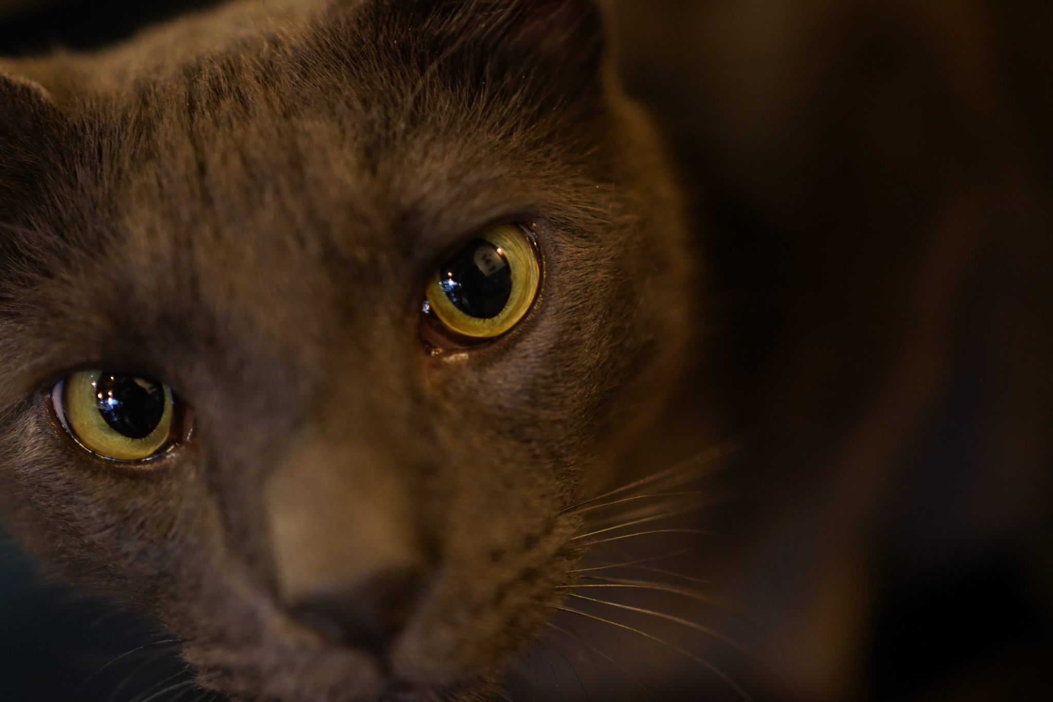 Close-up of the face of a cat in lowlight