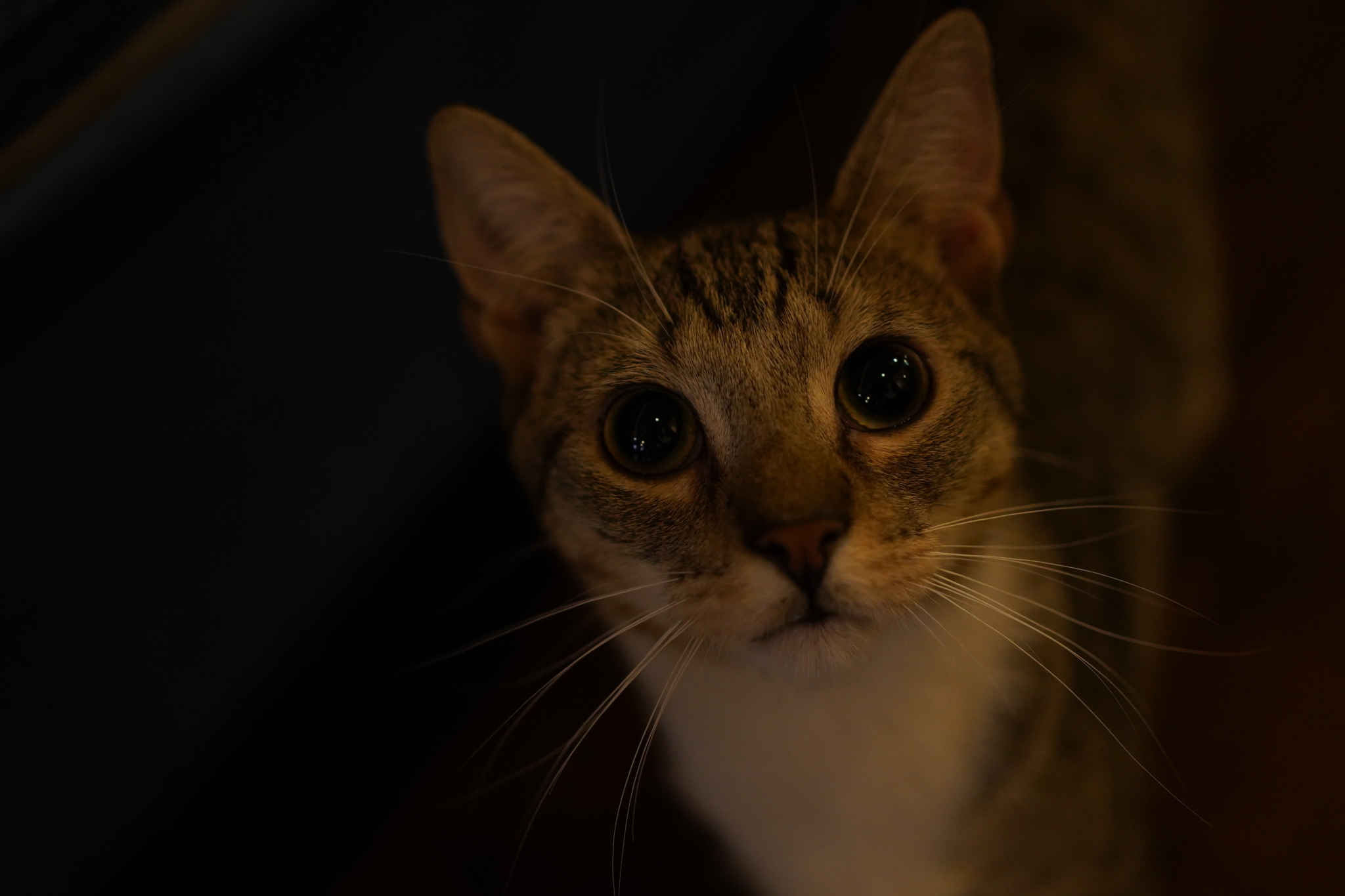 The face of a cat in lowlight