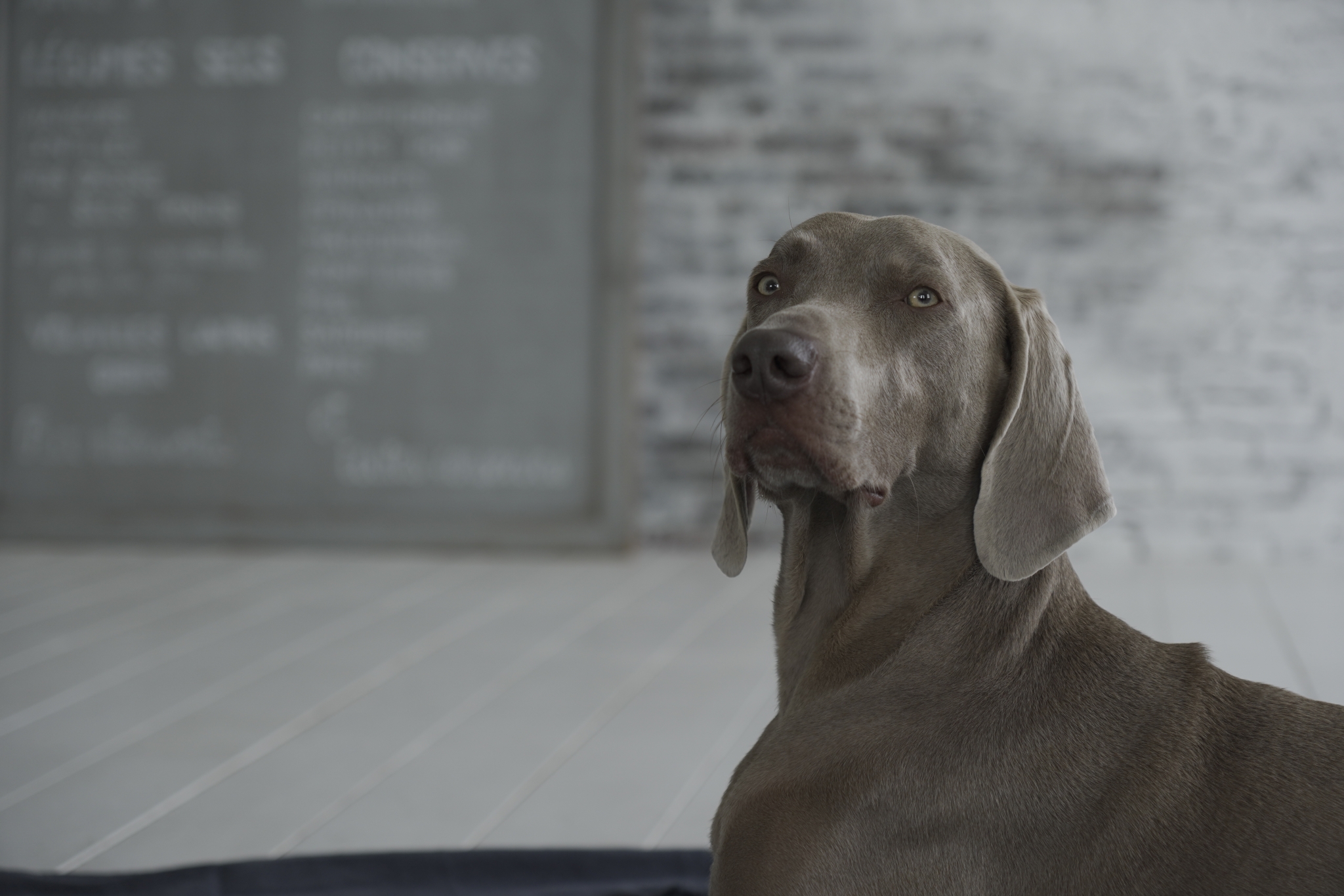 Dog sitting on floor with brick wall in bokeh background