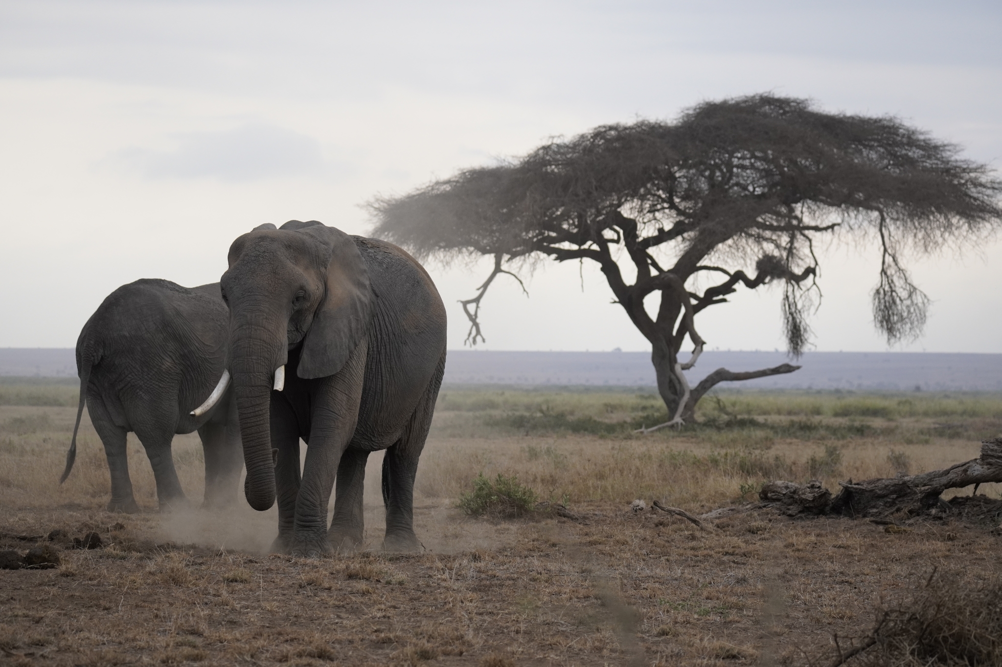 Two elephants on a grassy plain with acacia tree