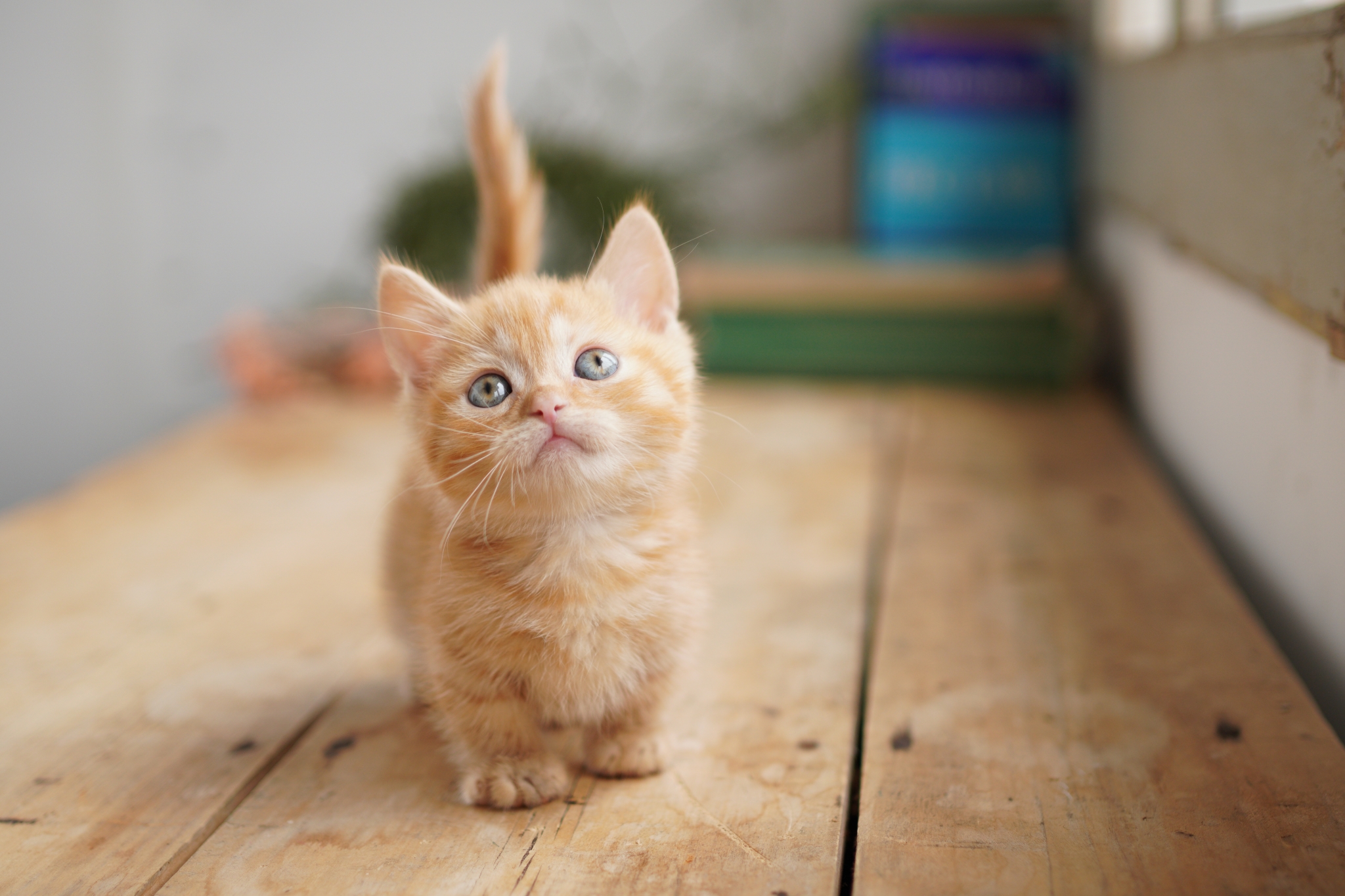 Ginger kitten with focus on its eyes, looking upwards, with soft bokeh background