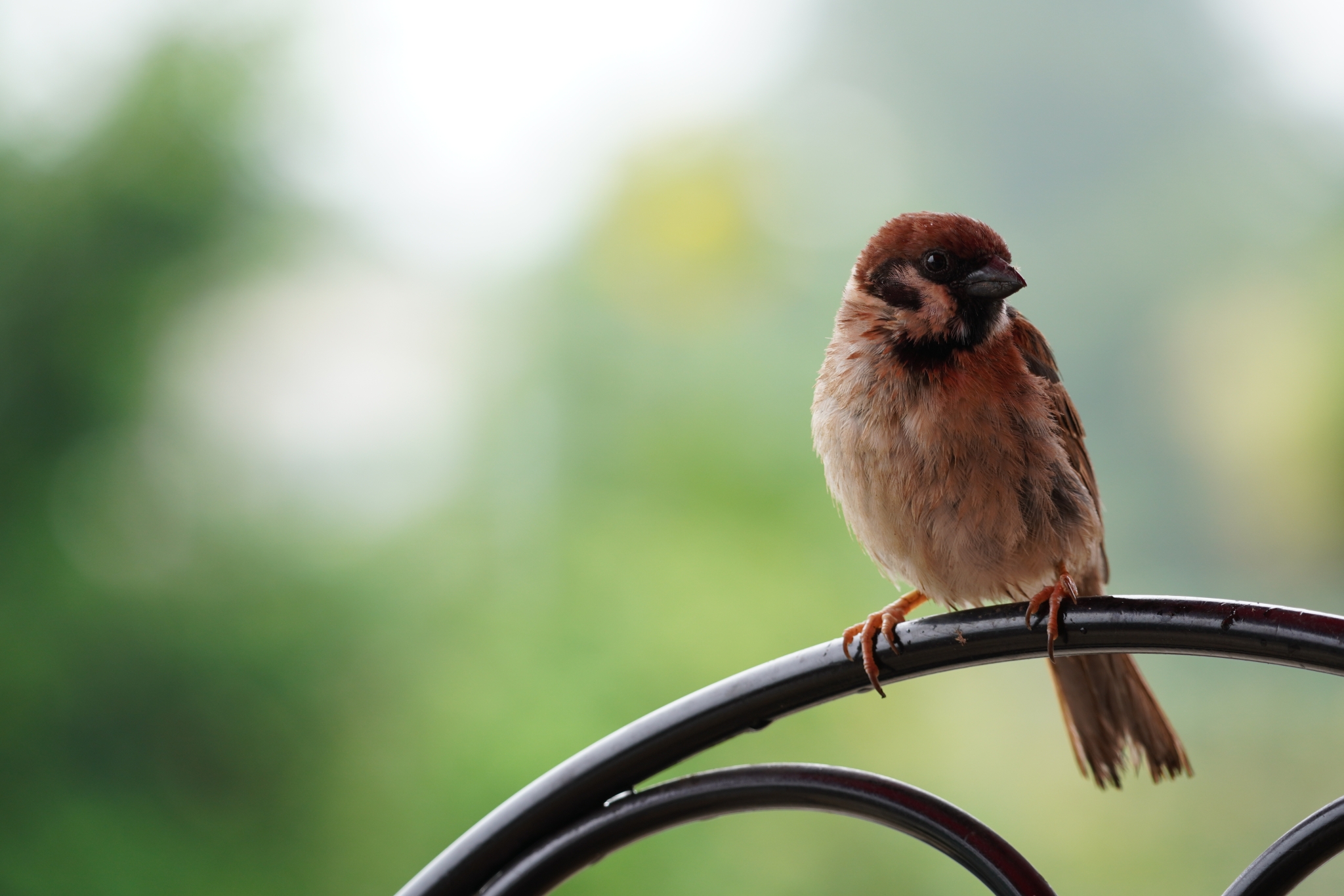 Small brown bird with deep bokeh background