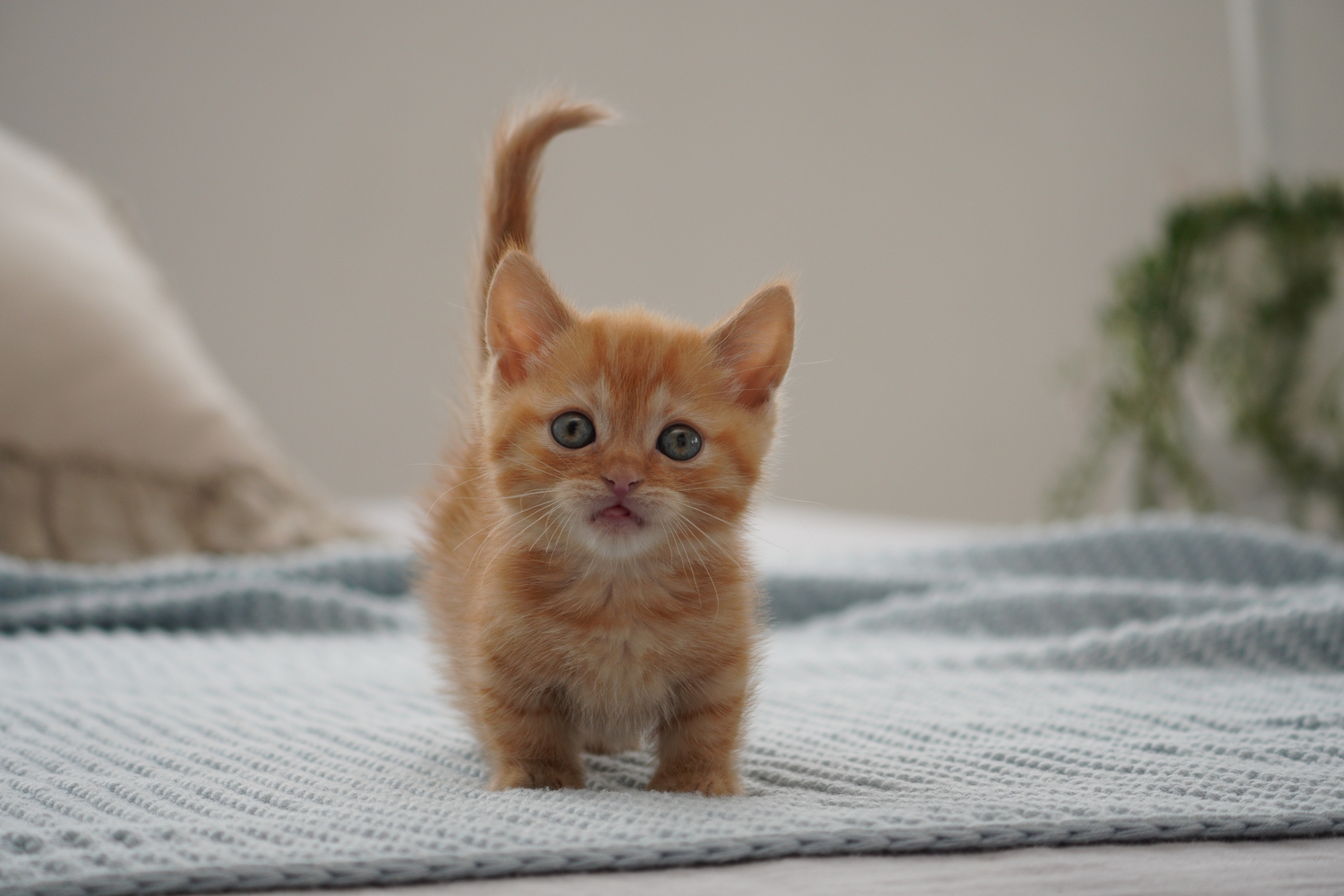 Ginger kitten stood on a blanket
