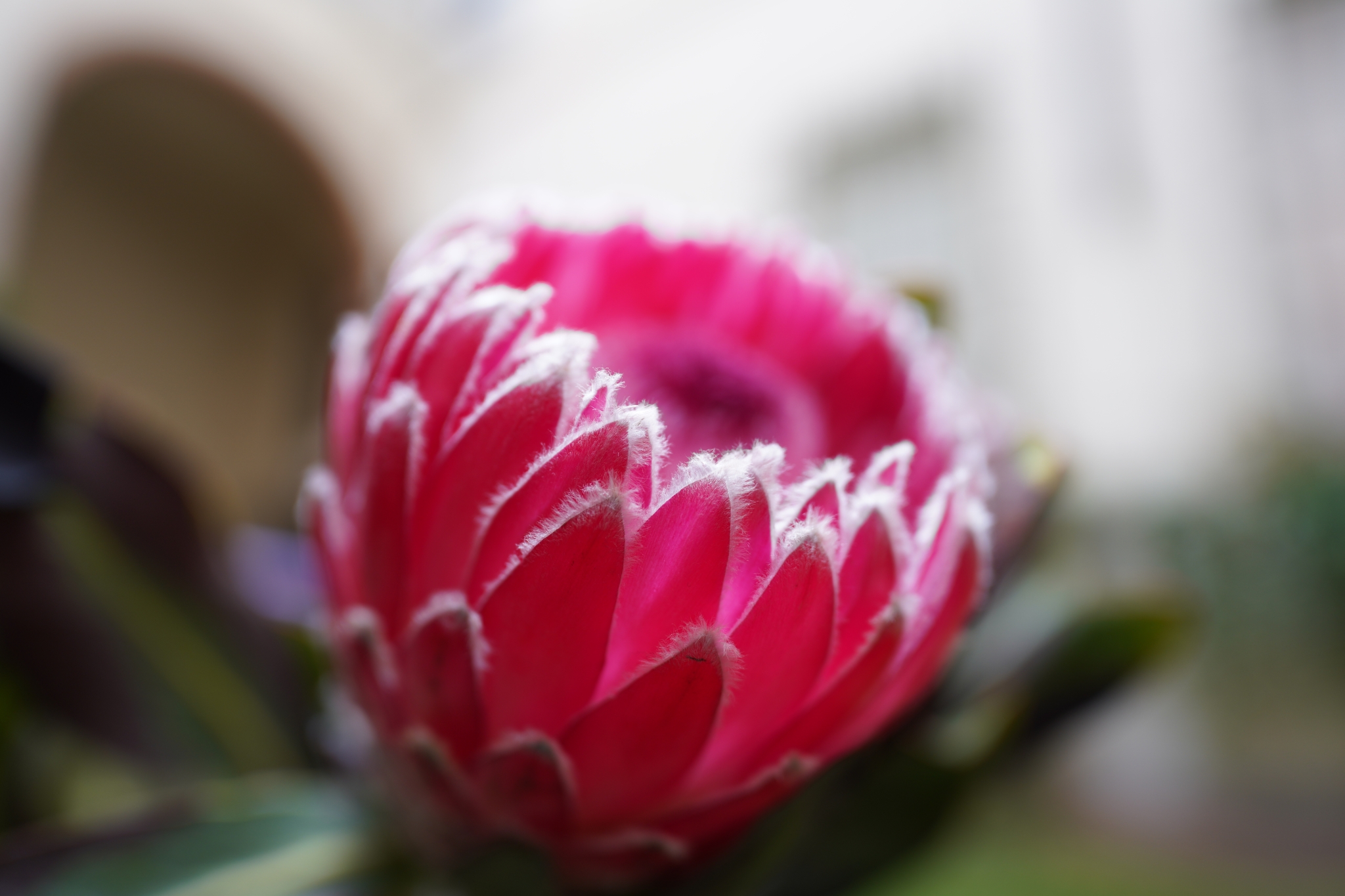 Close-up of a pink flower with deep bokeh background