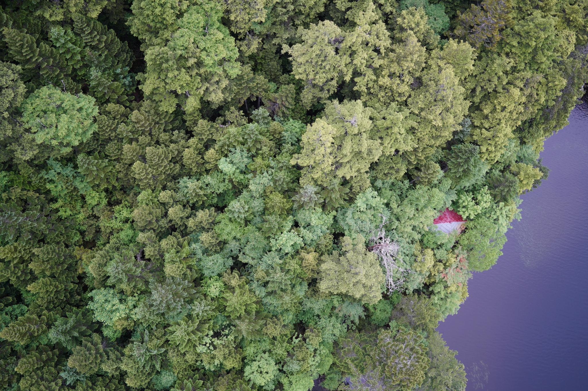 Aerial view of a forest with a lake to the right side