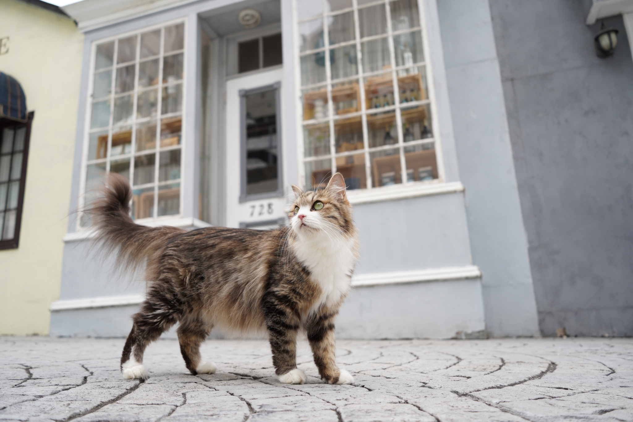 Fluffy tabby cat in front of a light grey building