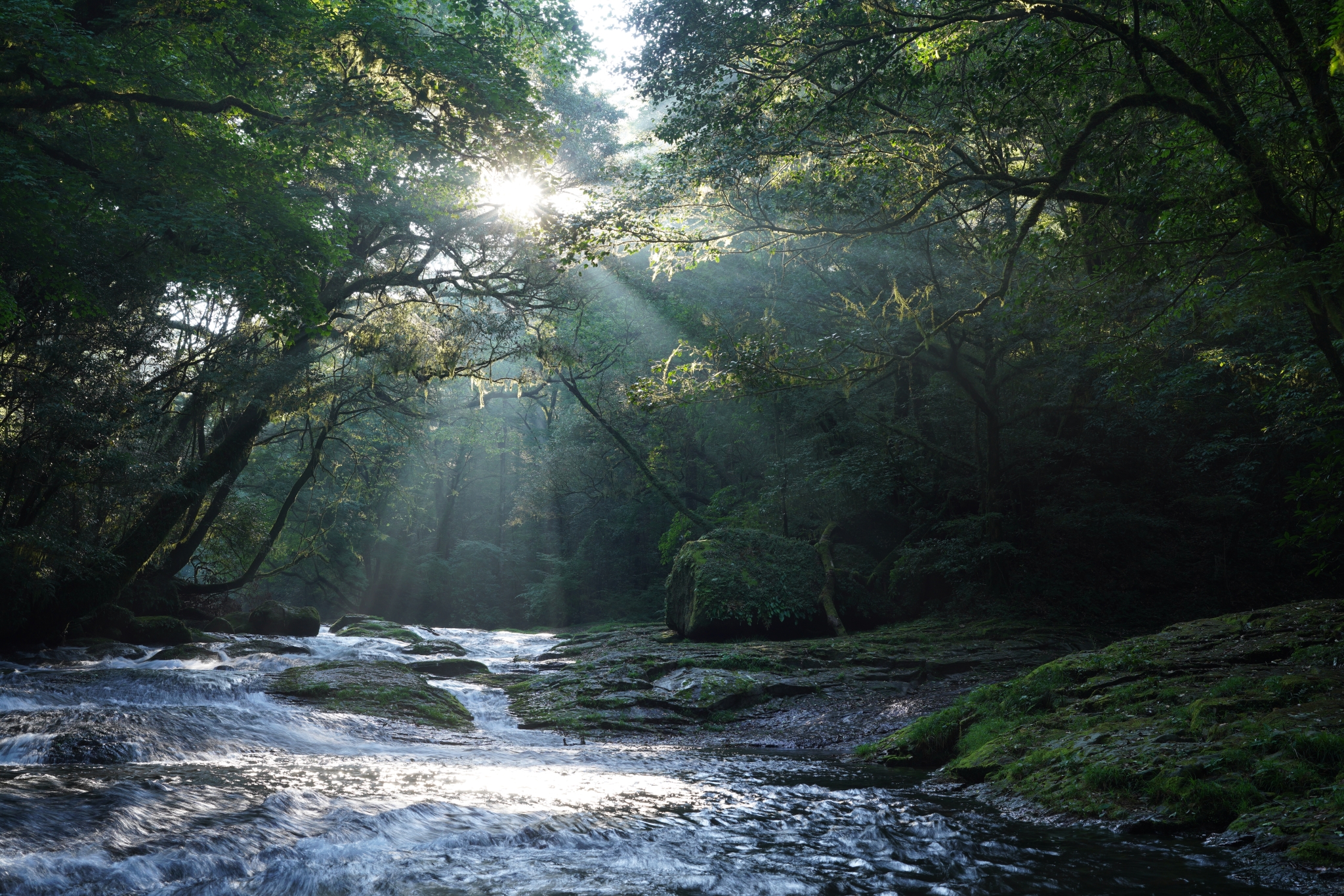 River running through forest with rays of sunlight breaking through the green canopy