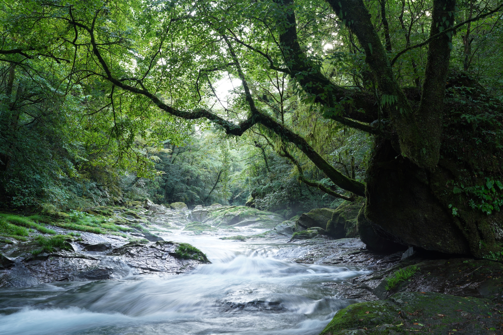 River running through lush green forest