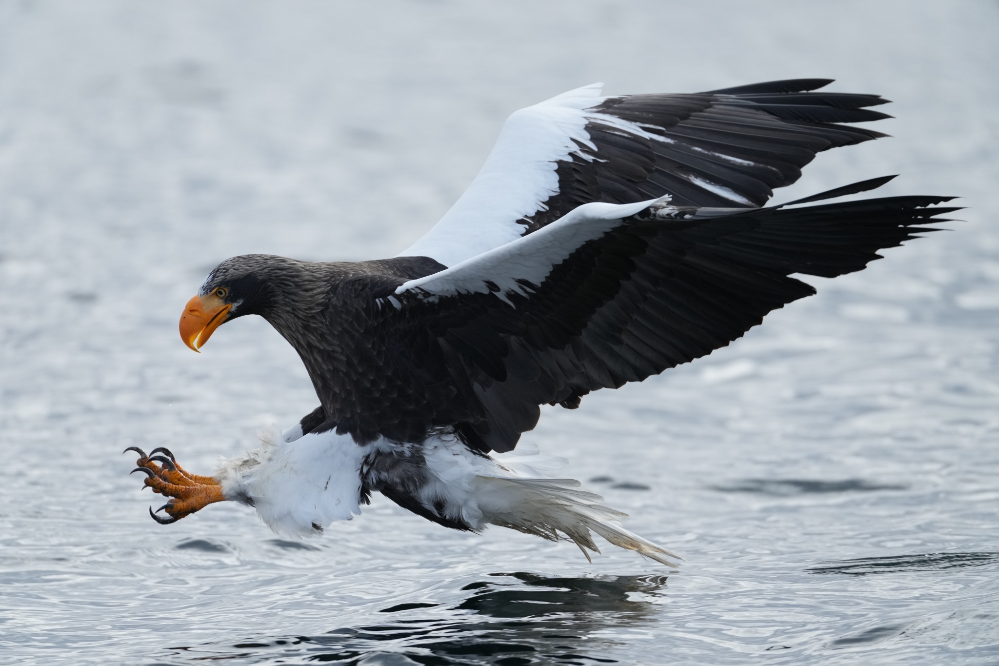 Eagle hunting above water, legs outstretched 