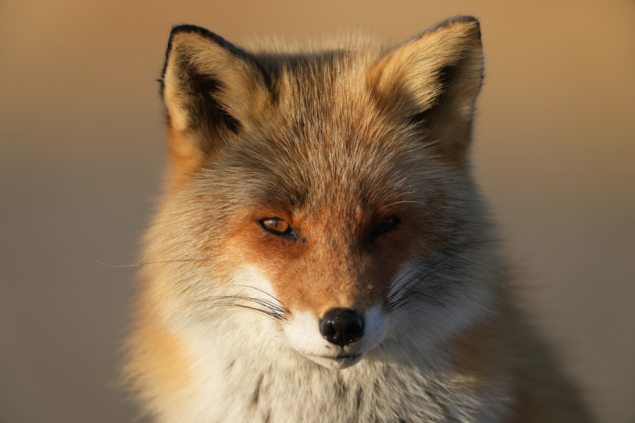 Face of a fox with deep bokeh background