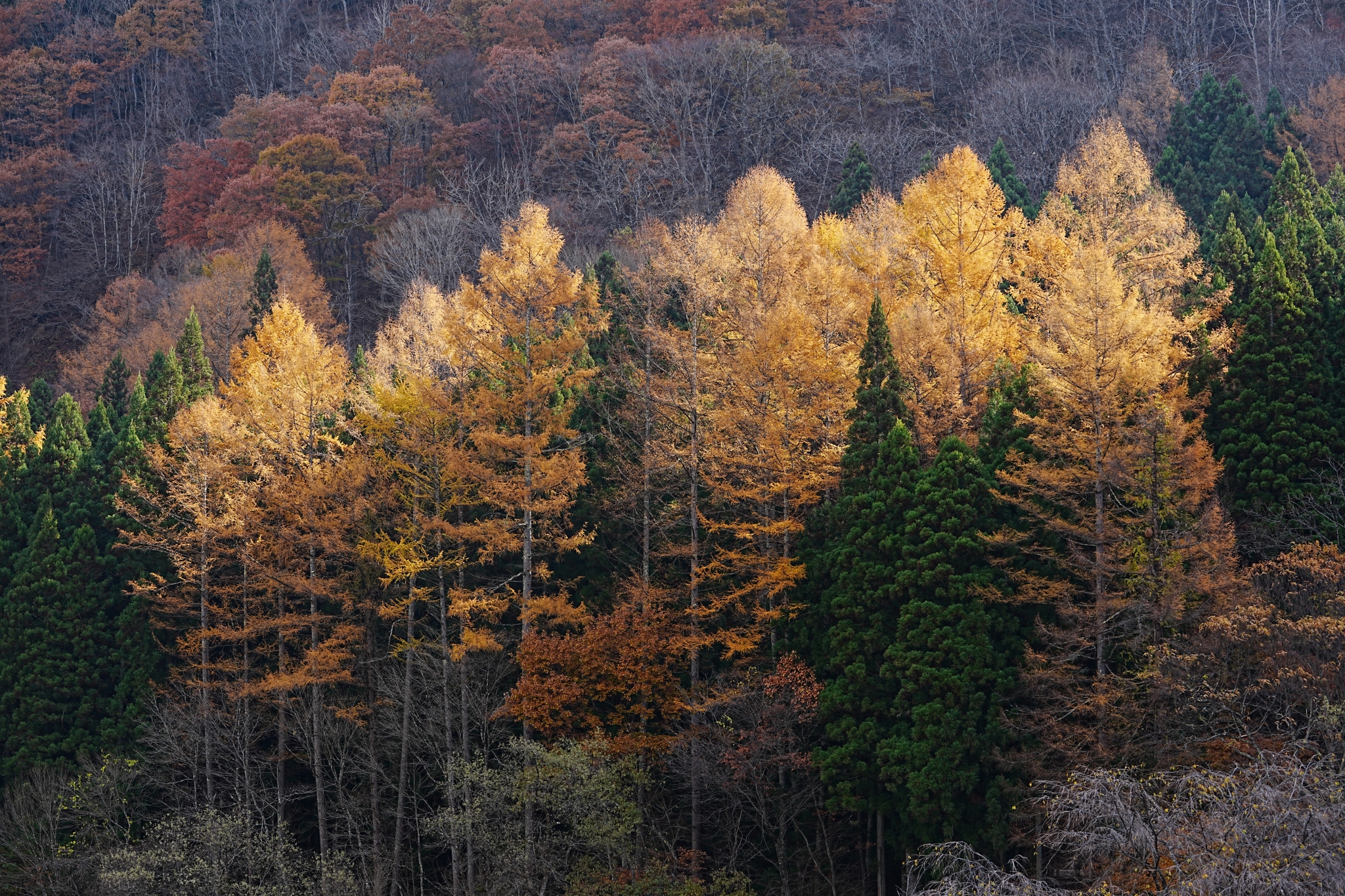 Forest with autumn leaves among evergreen trees