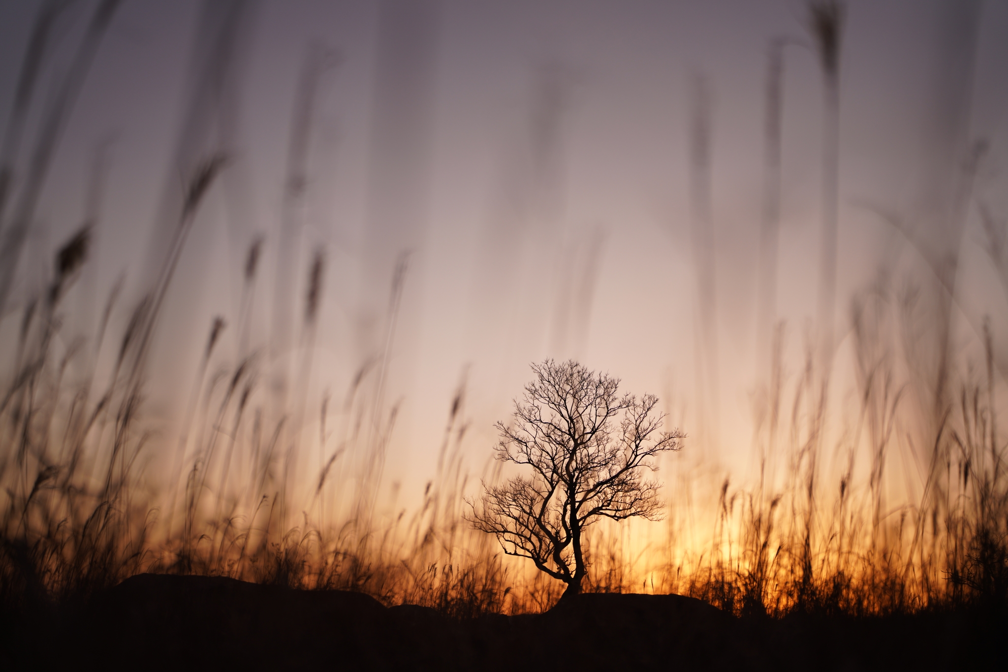 Silhouette of tree and grasses against a sunset sky