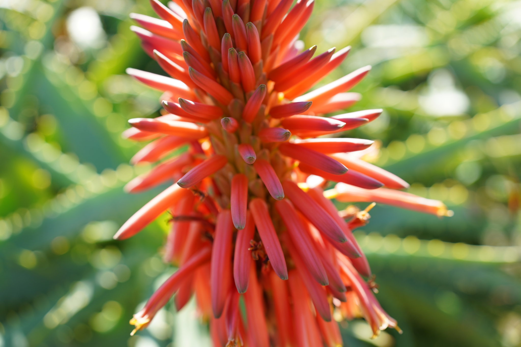 Close-up of a red spiky flower