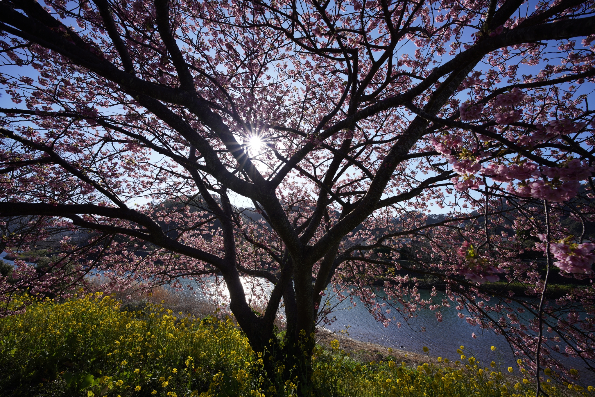 Sakura tree by a river with the sun shining through its branches