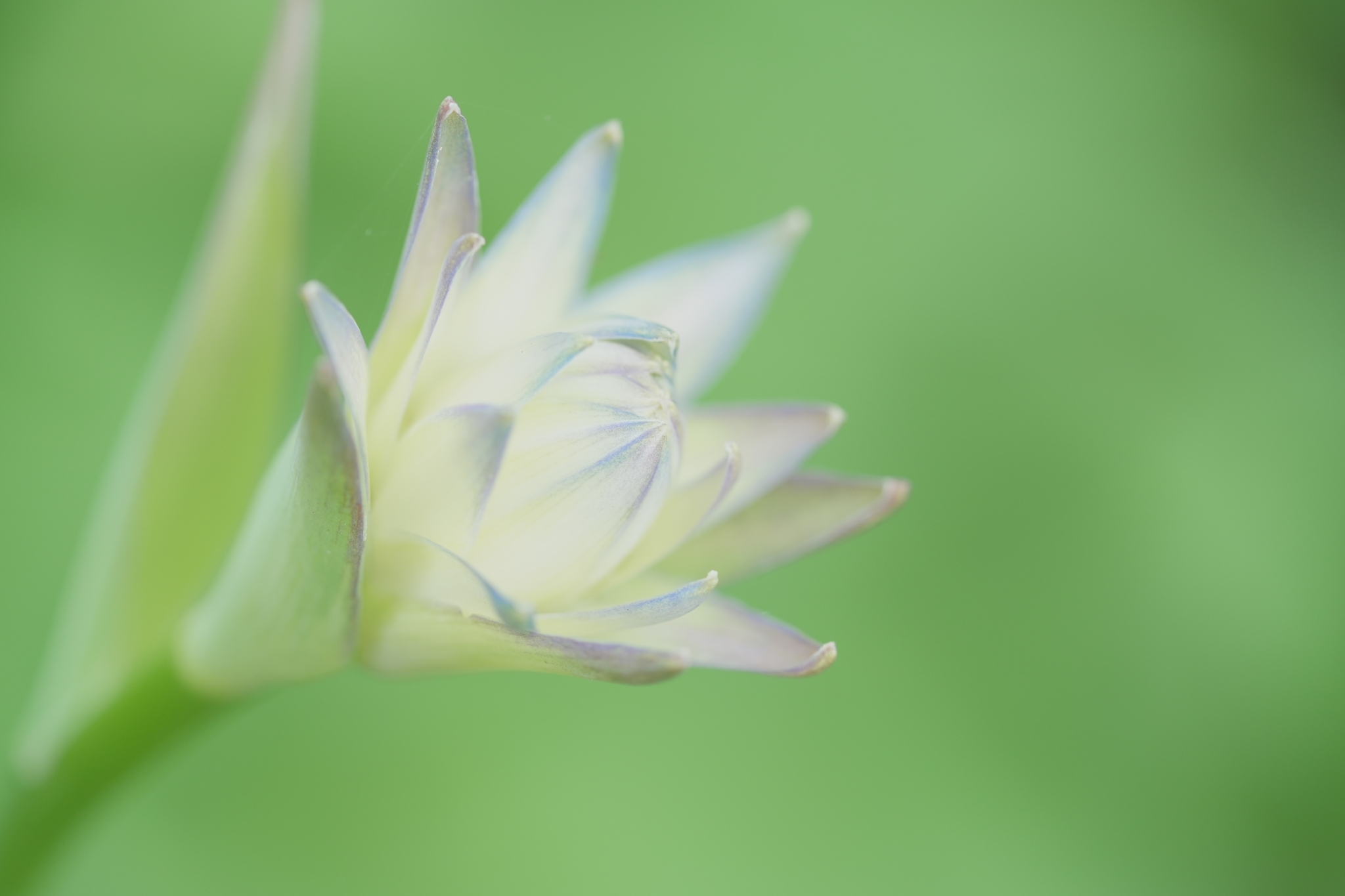 Close of a white spiky flower with deep bokeh background