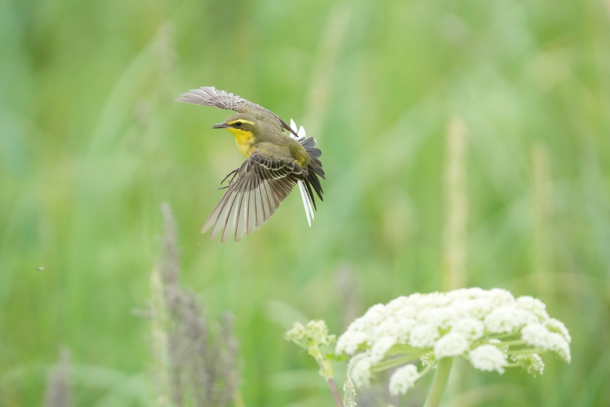 Small bird in flight with grass in a bokeh background