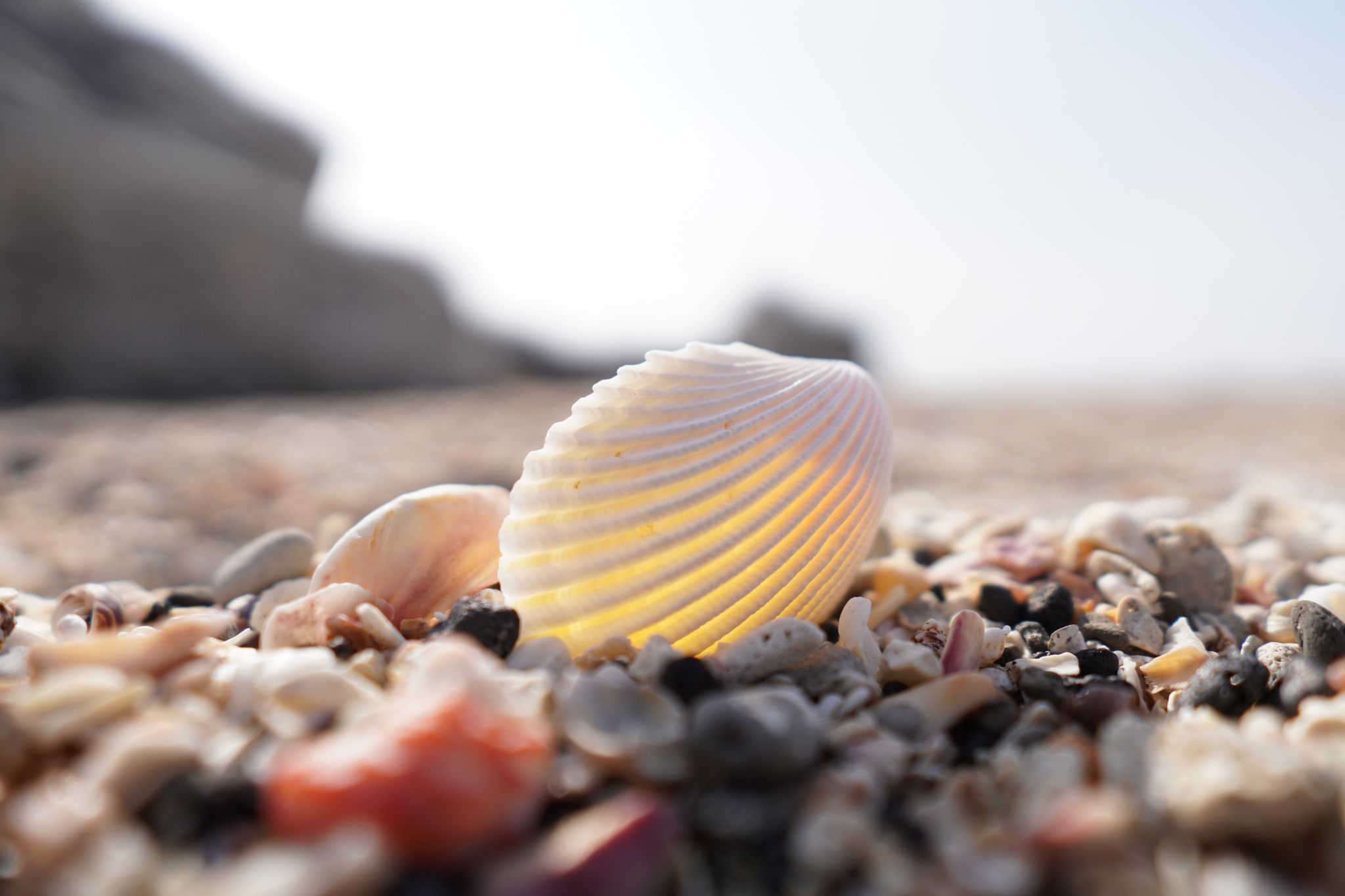 Close-up of a shell with pebbly beach in bokeh foreground and background
