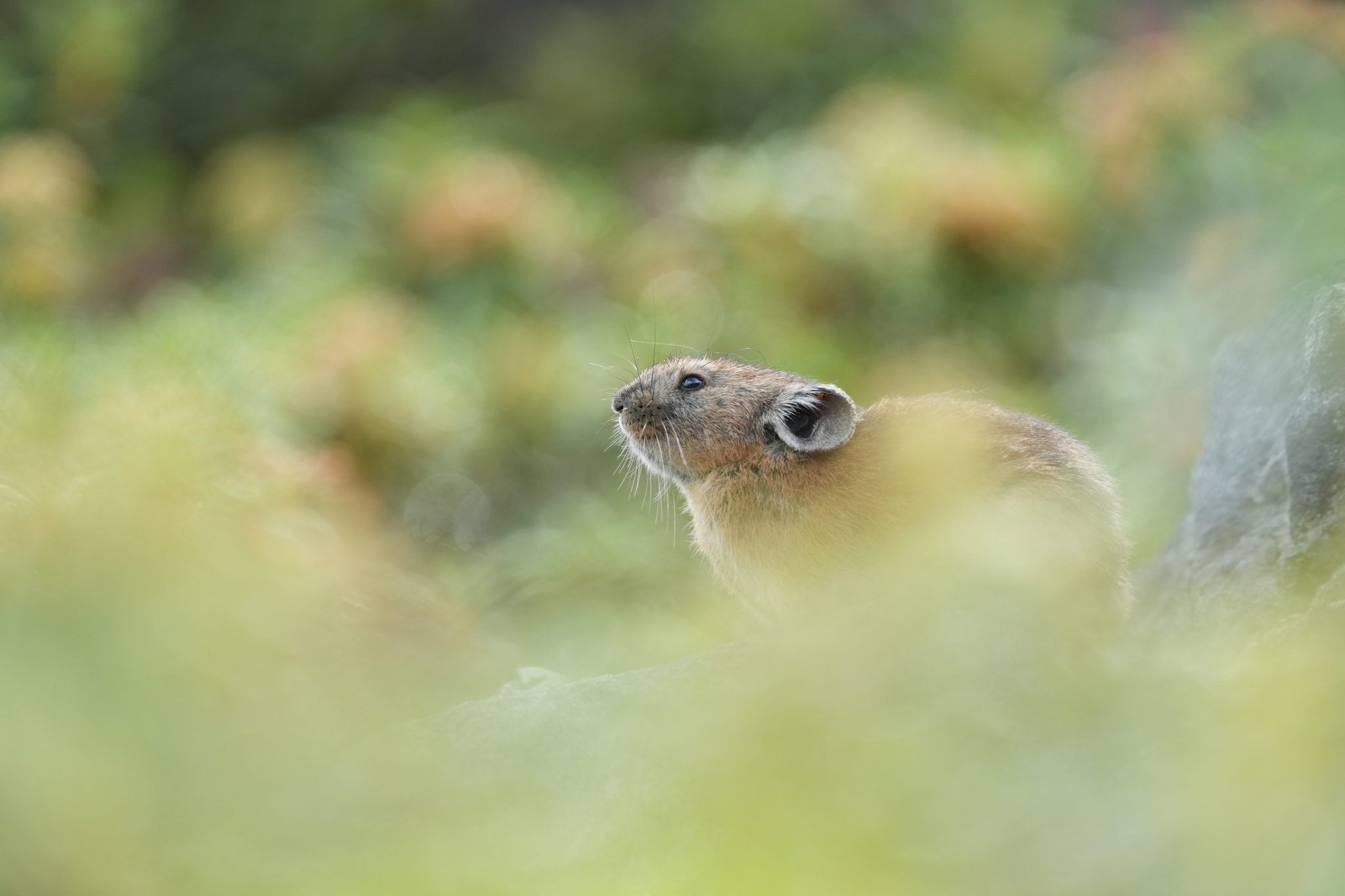 Hare among grasses in deep bokeh foreground and background