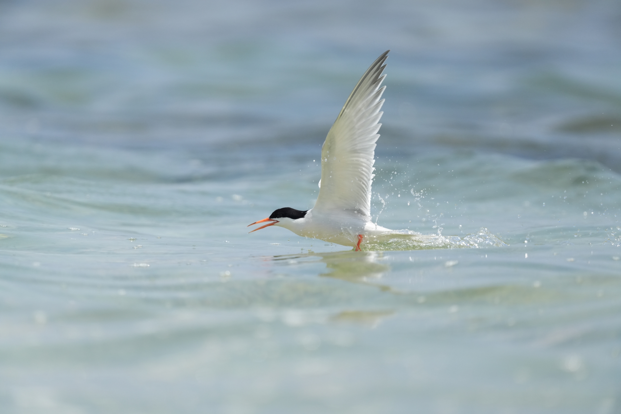 A white bird skimming the ocean as if hunting for fish