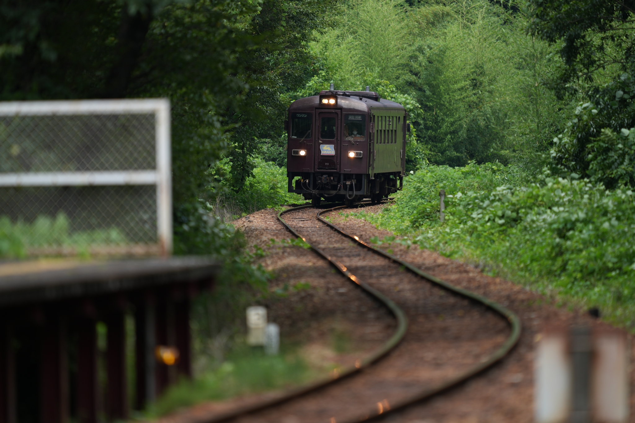 A single carriage train on a single track railway through a forest