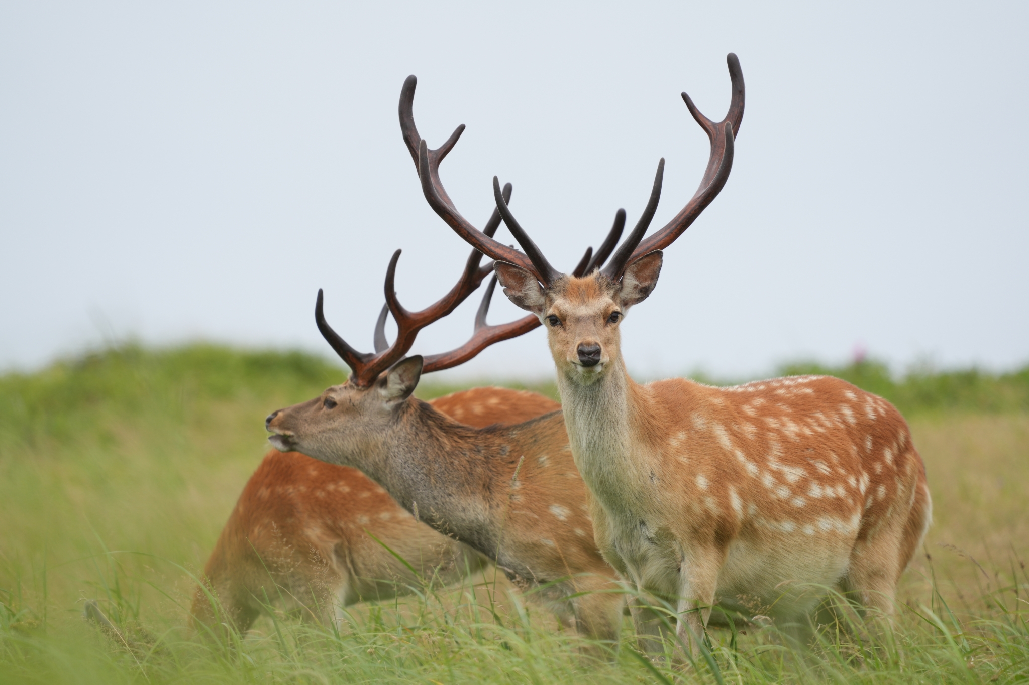 Stags in a grassland