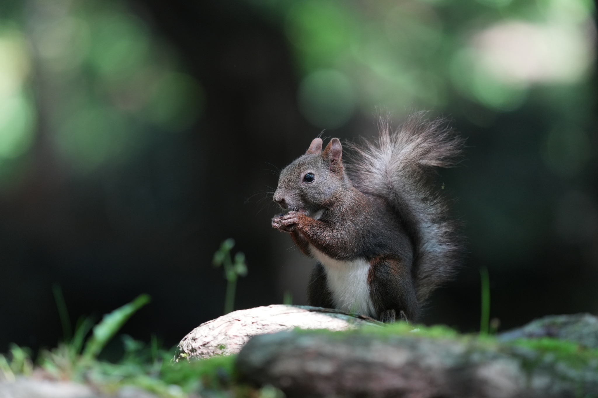 A squirrel with deep bokeh background