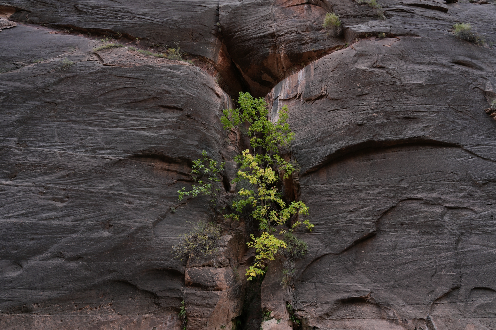 Plants growing in a crack in a rock