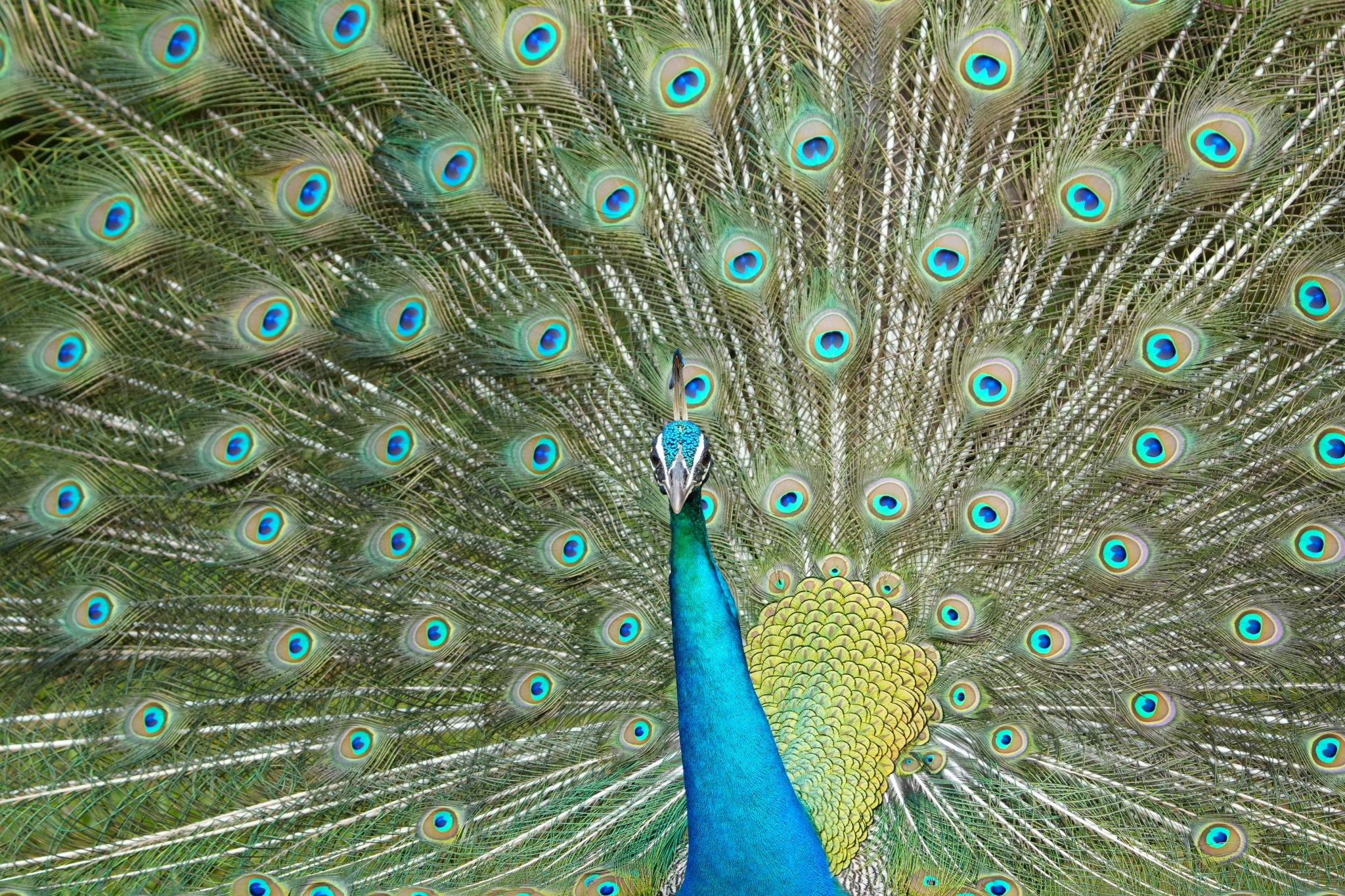 Peacock with tailfeathers spread