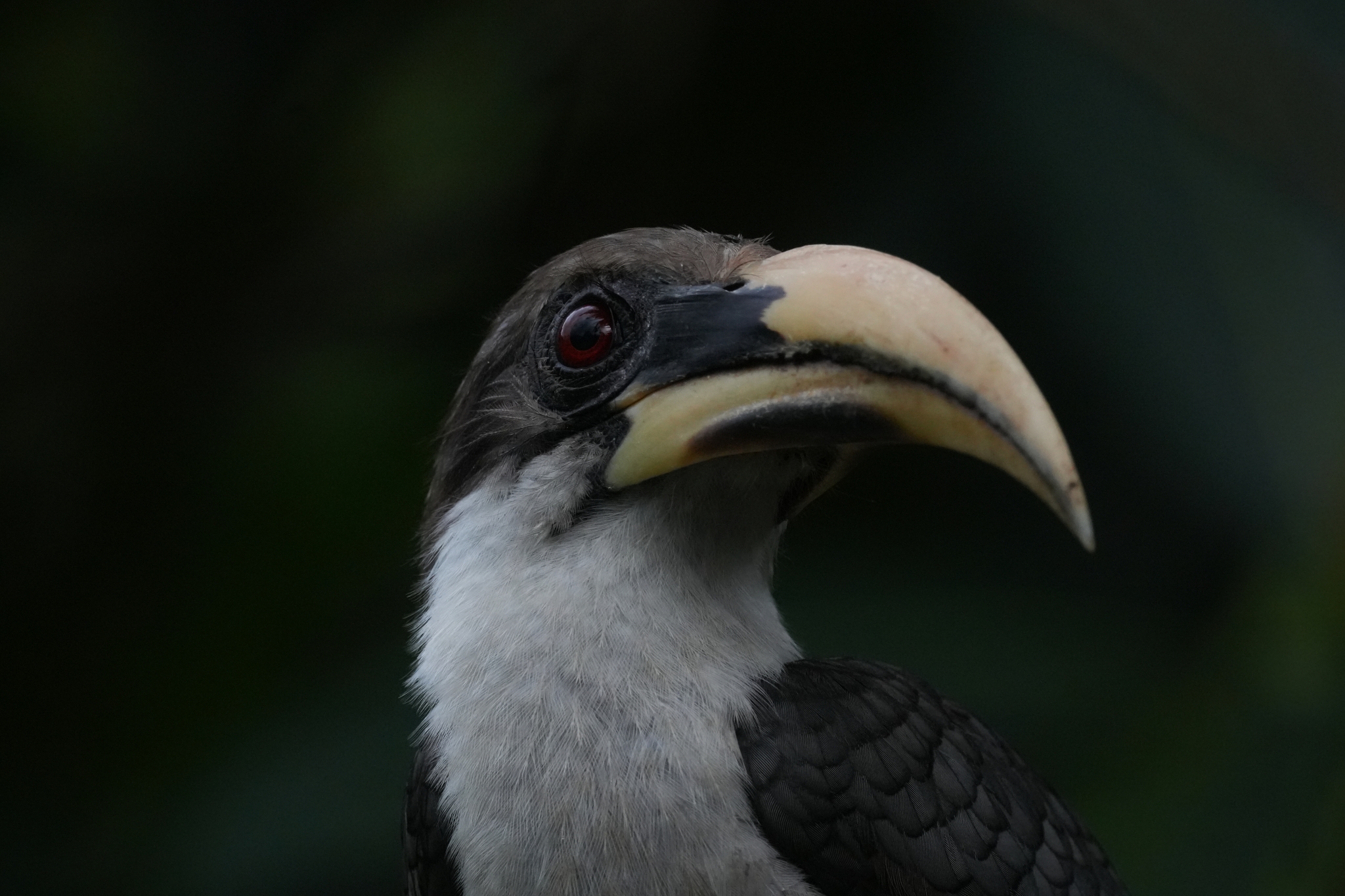 A toucan's head