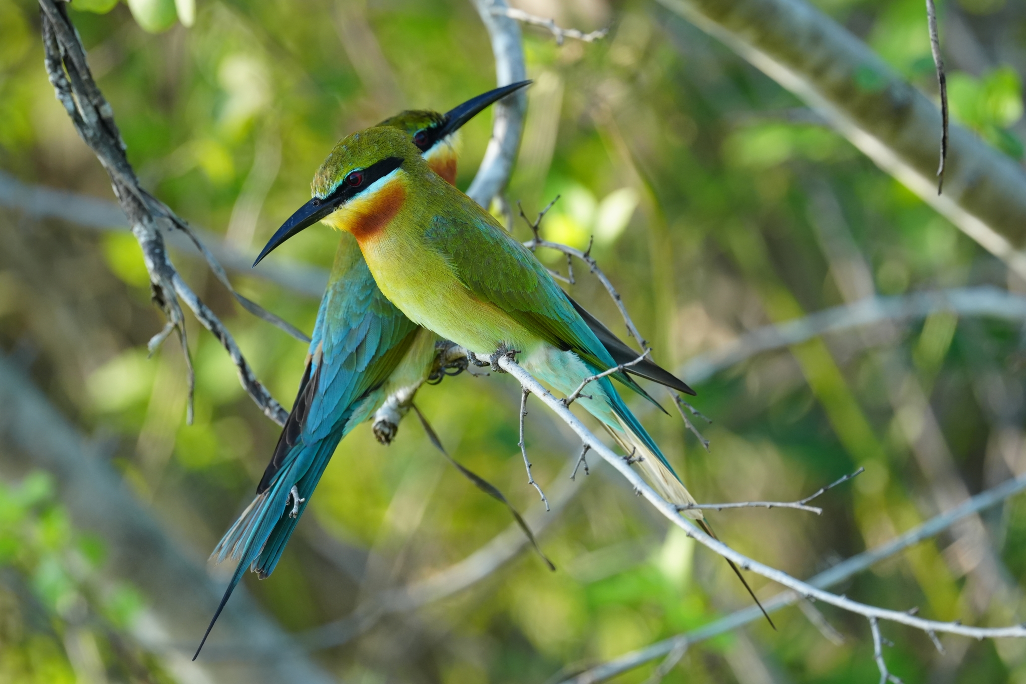 Two colourful birds perched on a branch with forest in a bokeh background