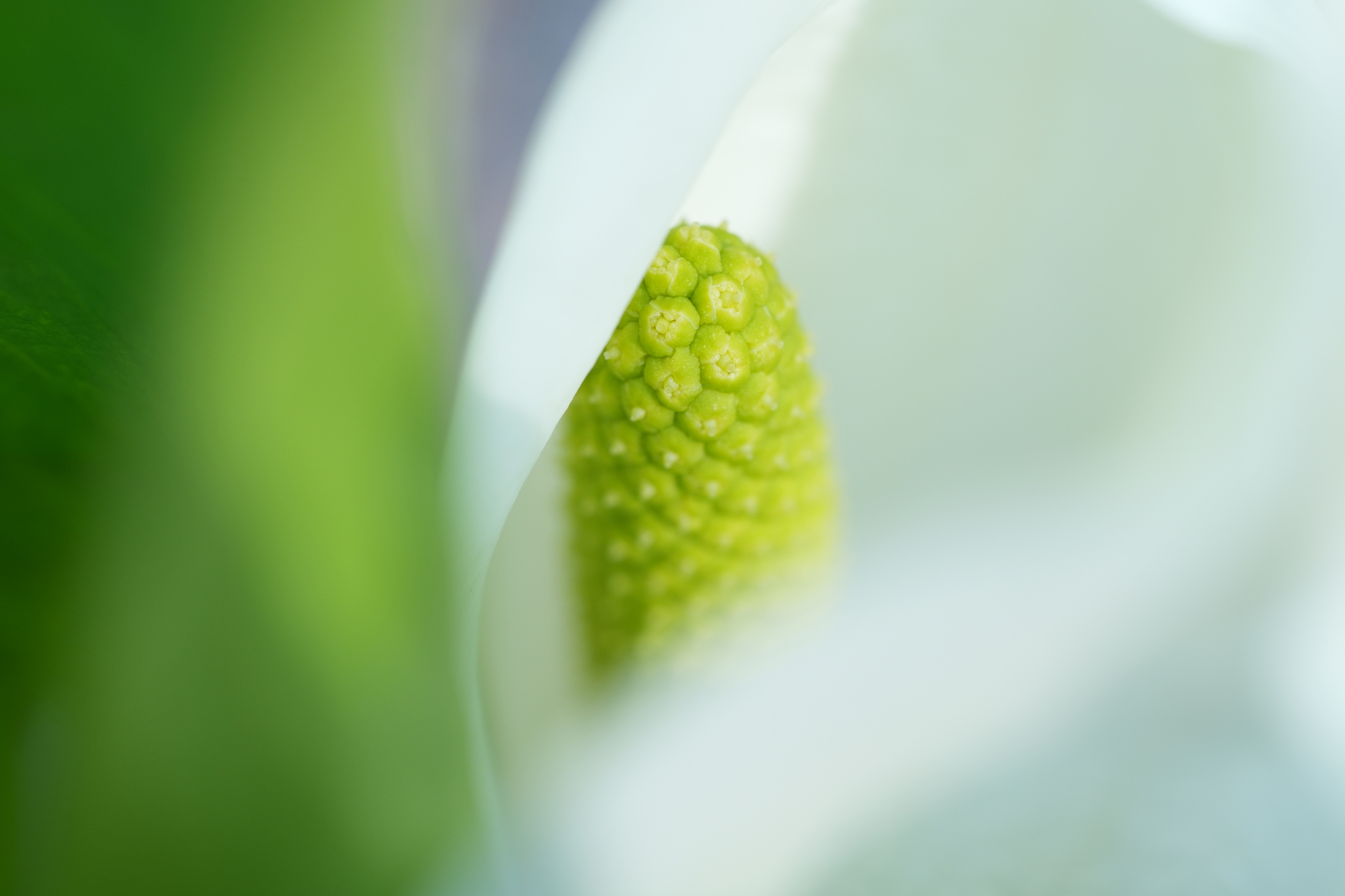 Close-up of the centre of a flower with deep bokeh foreground and background