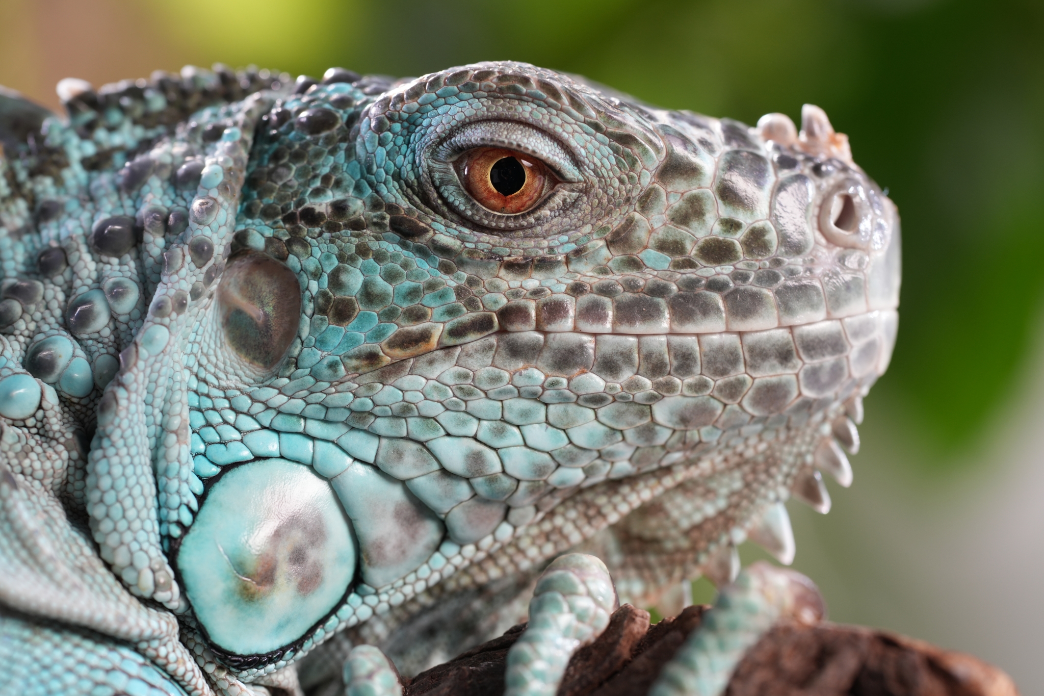Close-up of a lizard's head