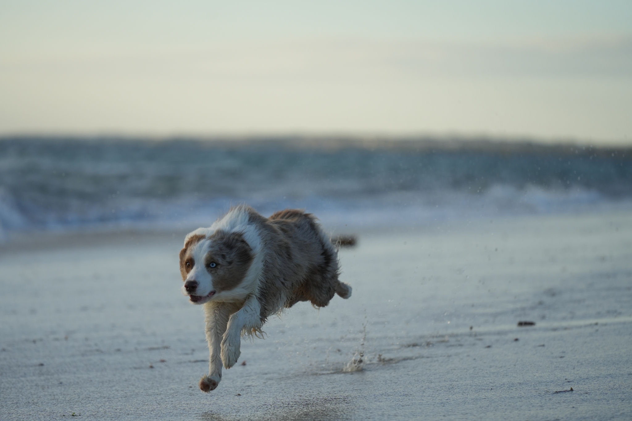A dog running along the shoreline