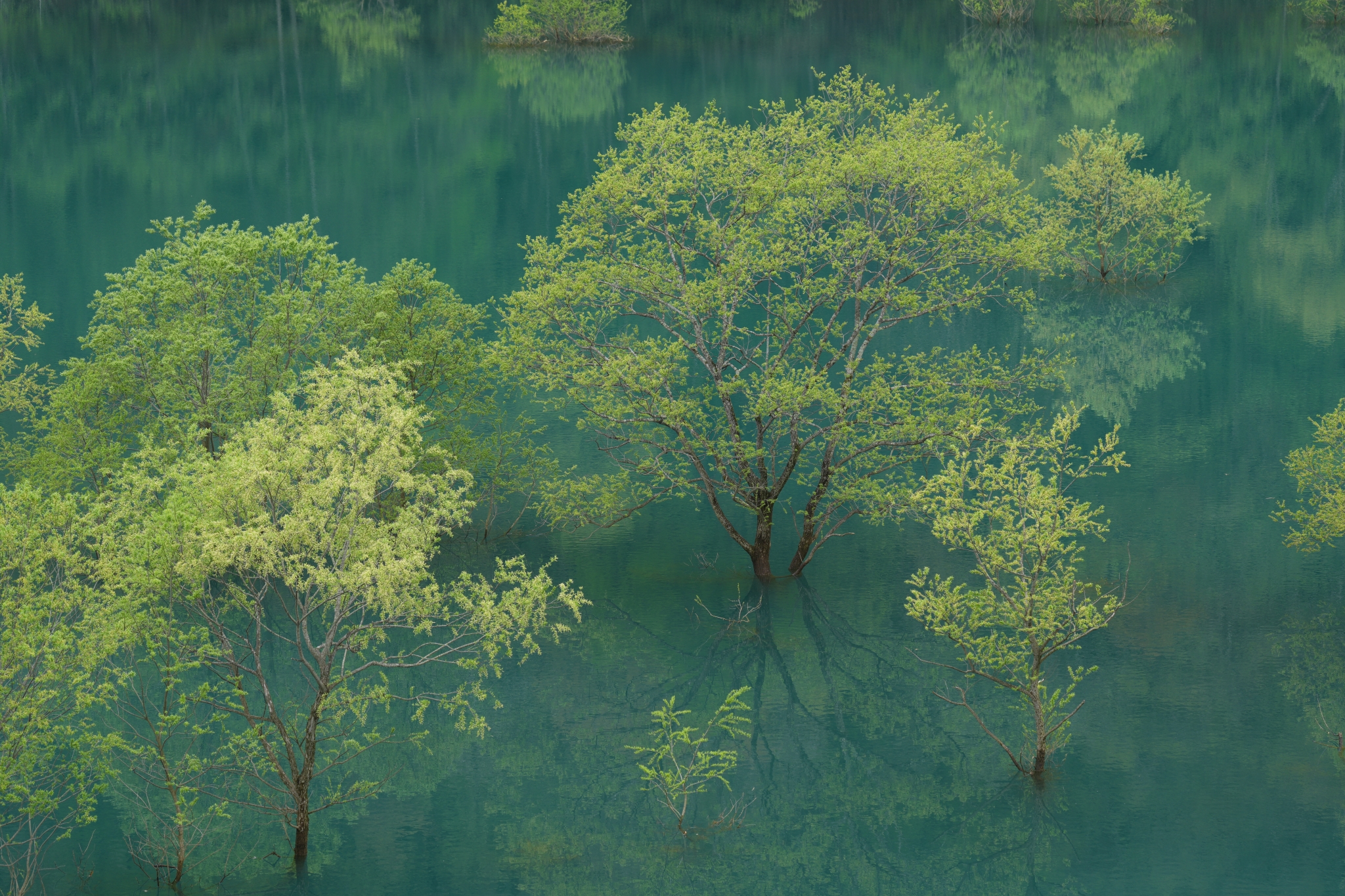 Trees growing in shallow water with reflections