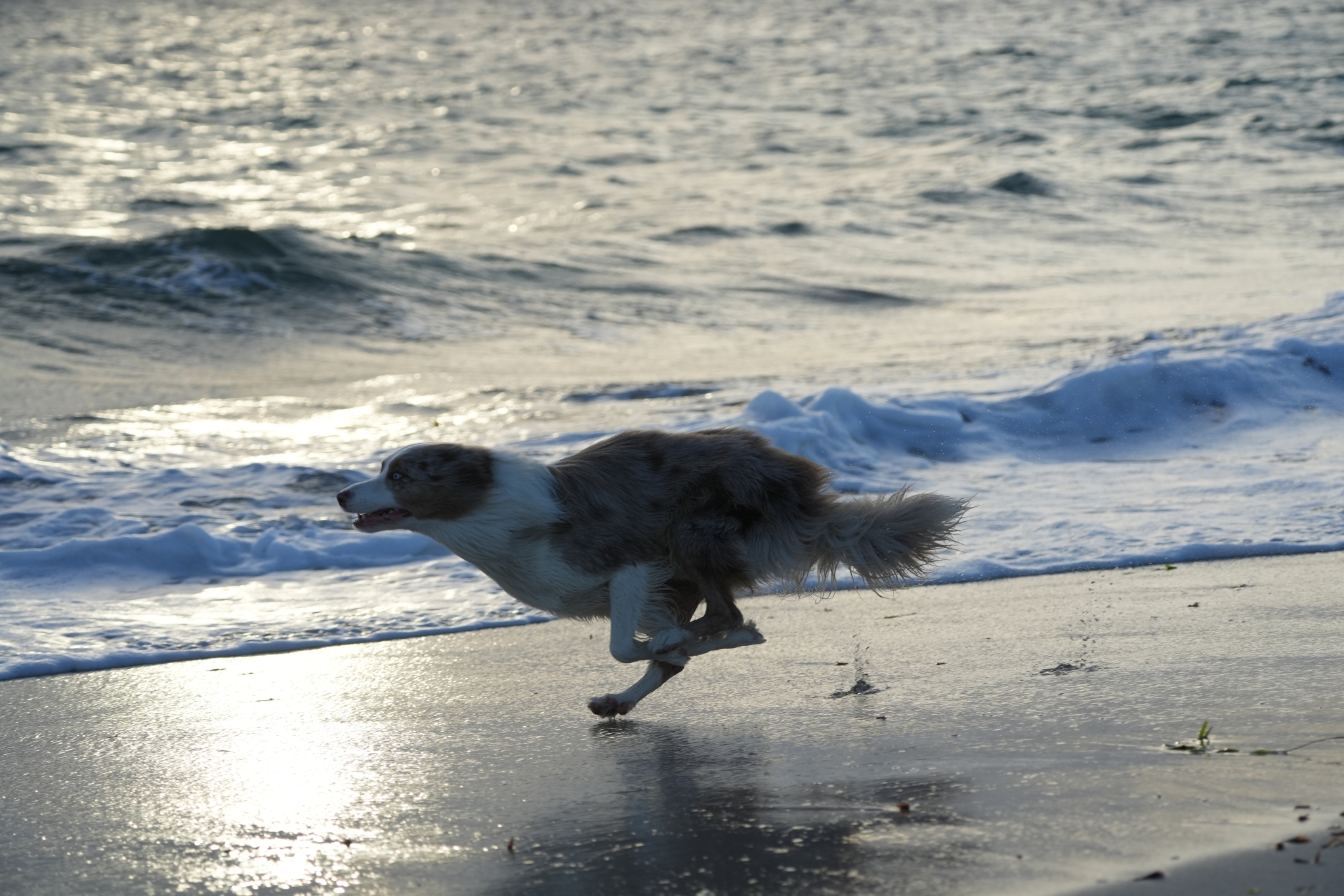 A dog running along the shoreline