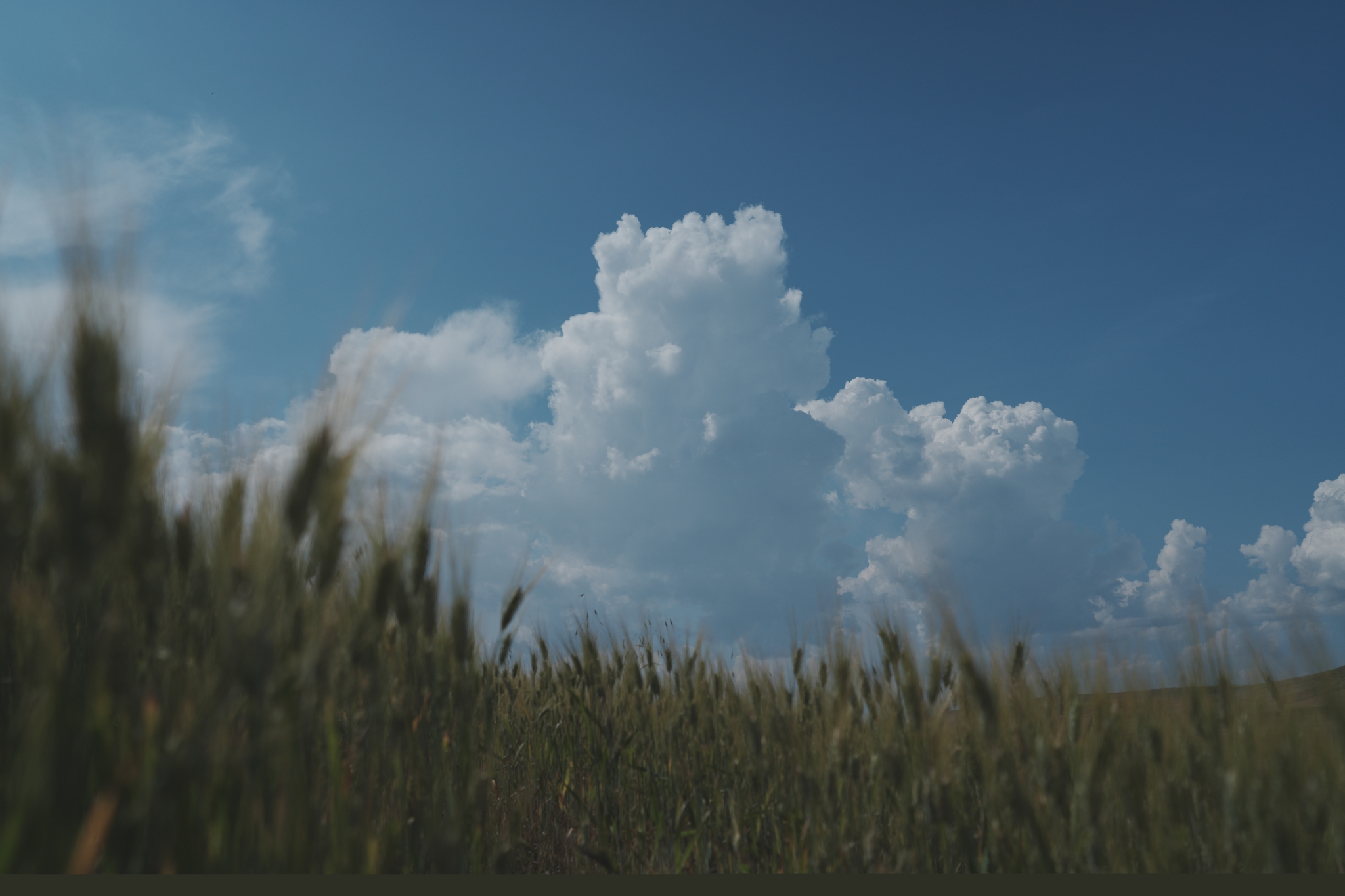 Grasses and a blue sky