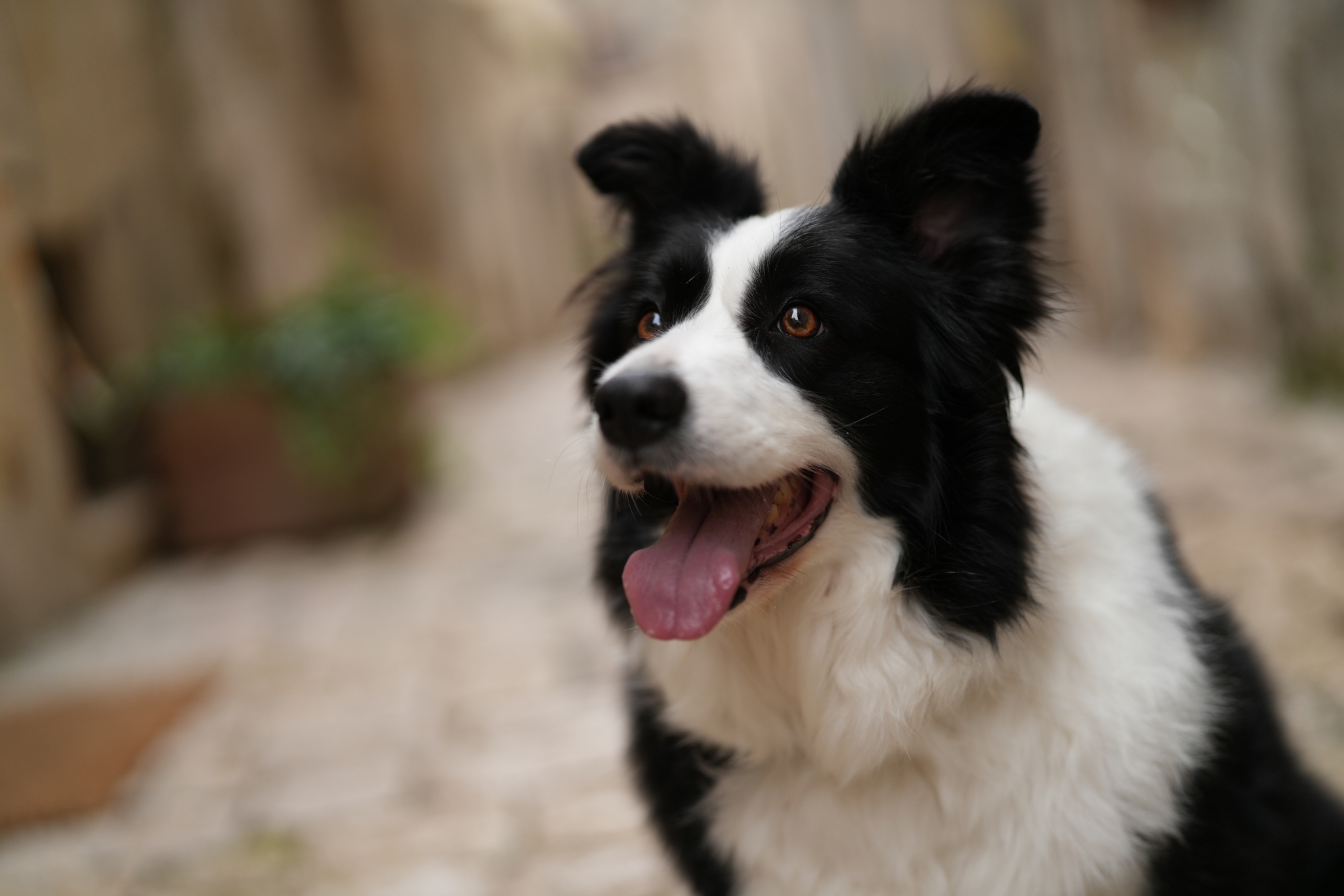 Border collie with bokeh background