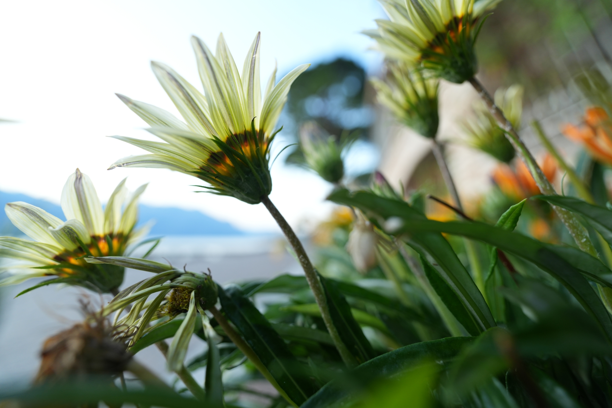 Flowers growing towards the sky with bokeh background