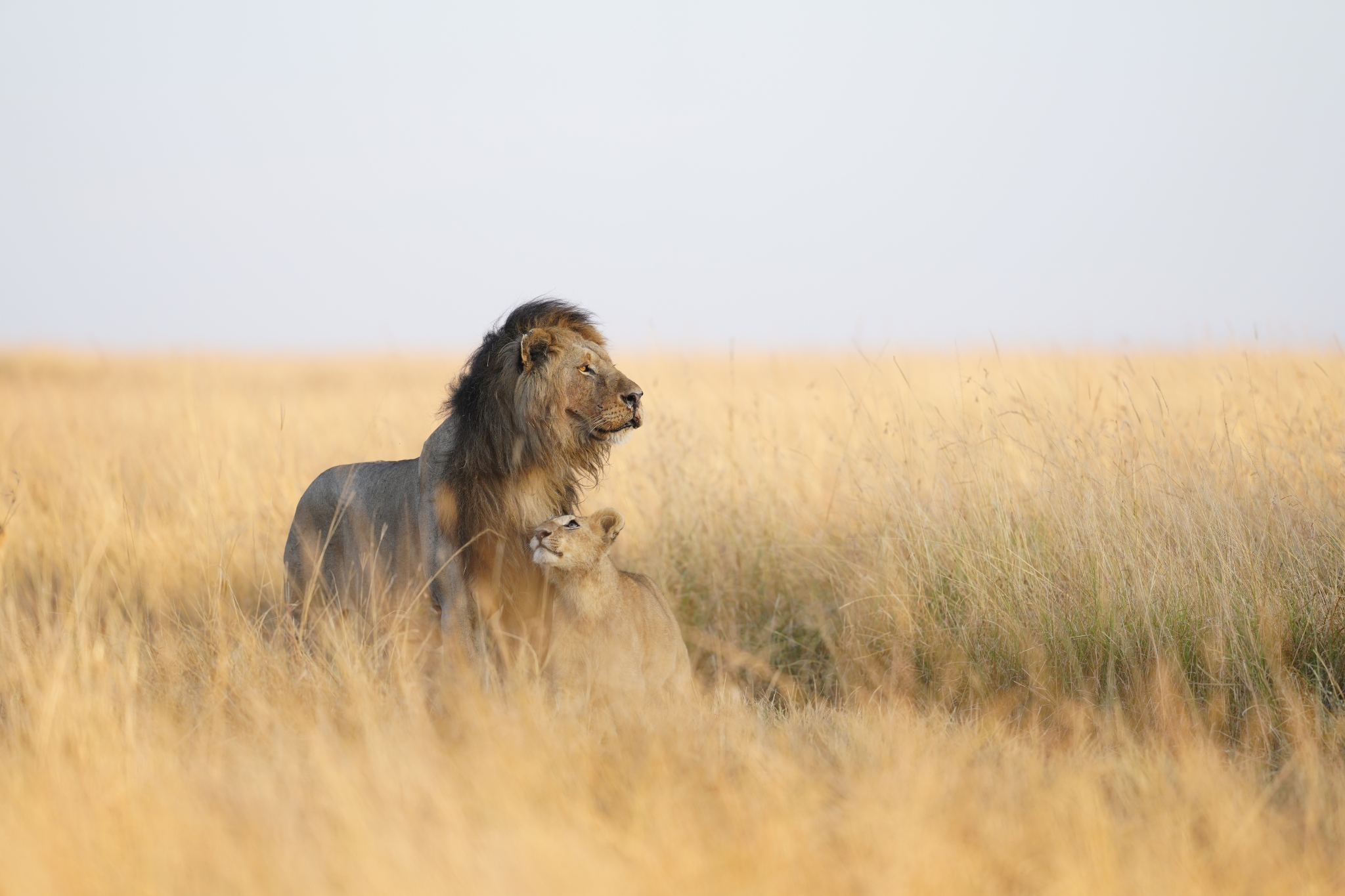 Two lions among grasses