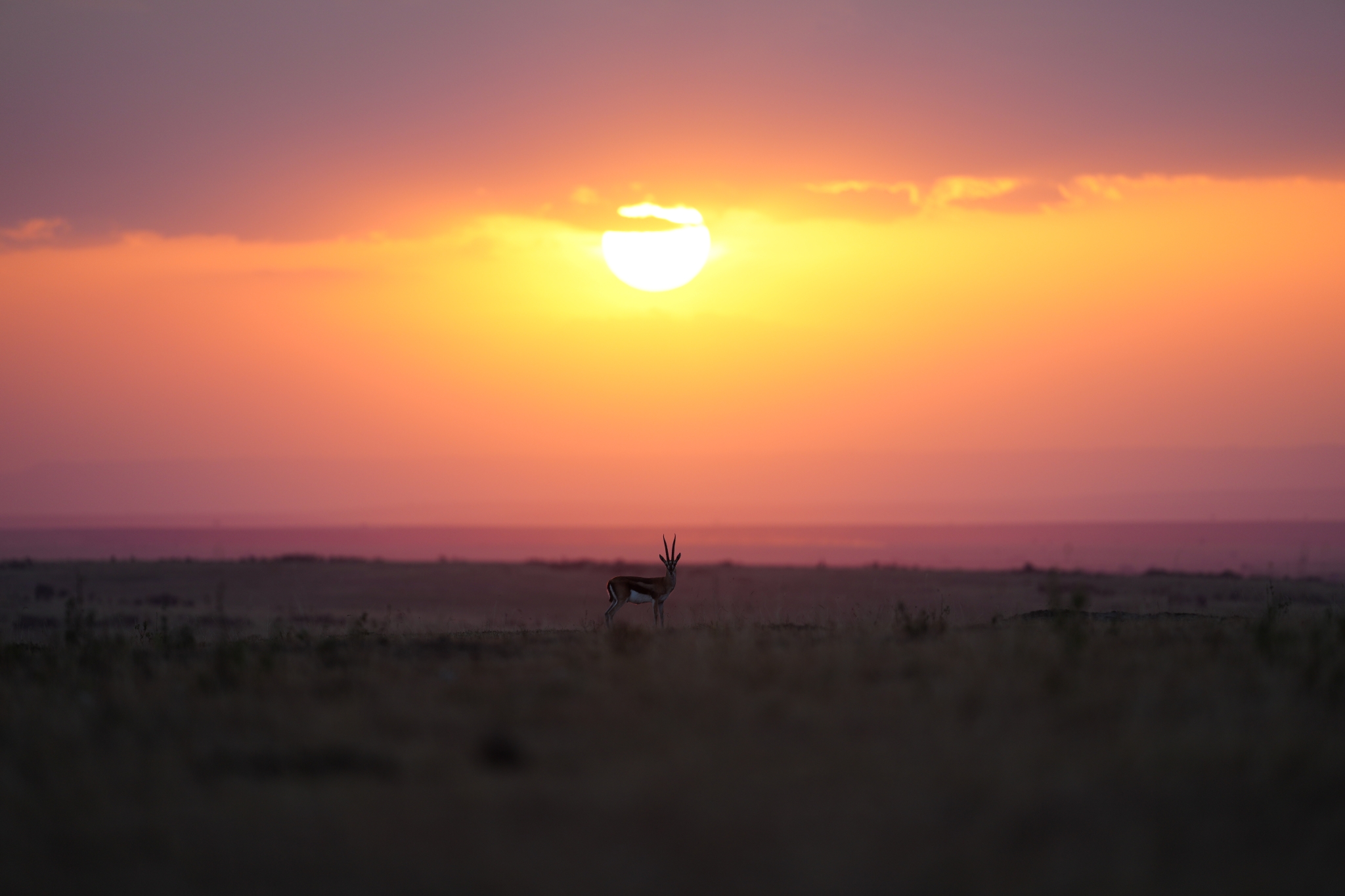 Gazelles silhouetted on a plain against an orange-pink sky