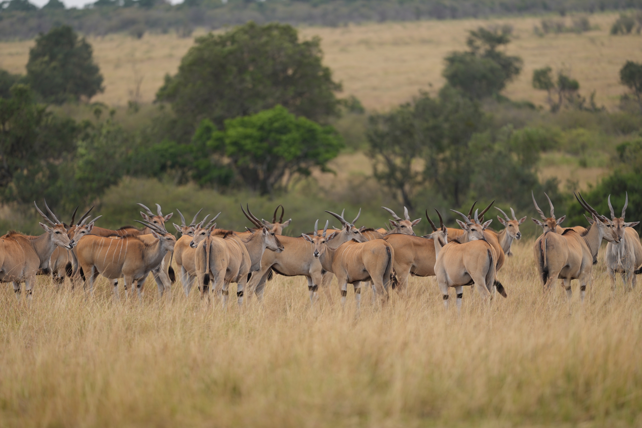 A herd of gazelle on a grassy plain