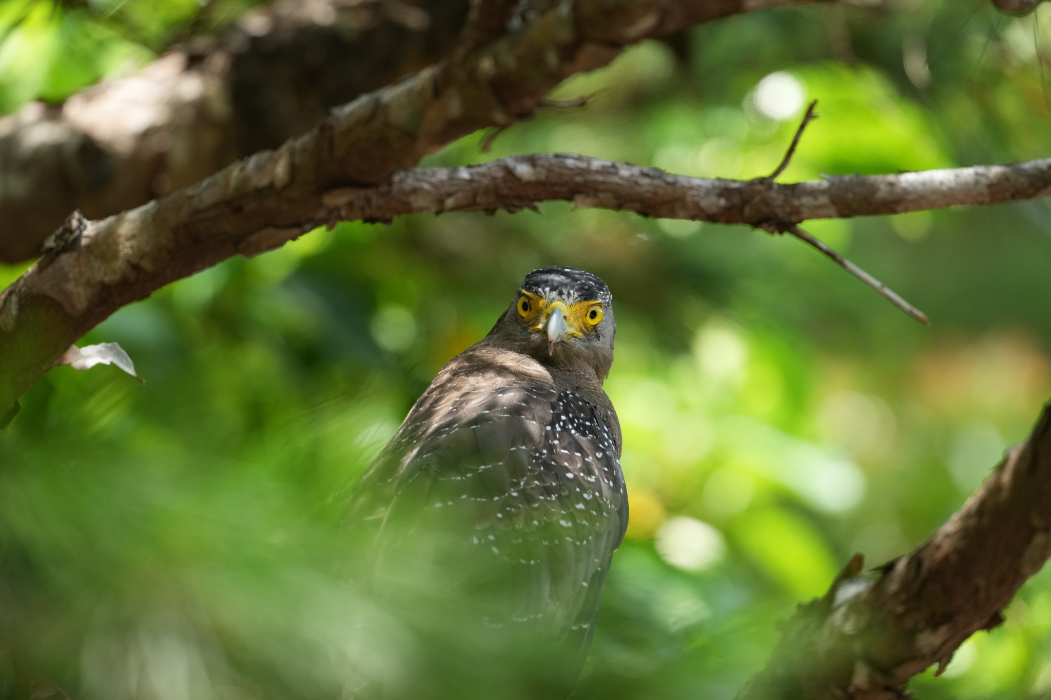 A bird viewed between branches with leaves in bokeh background